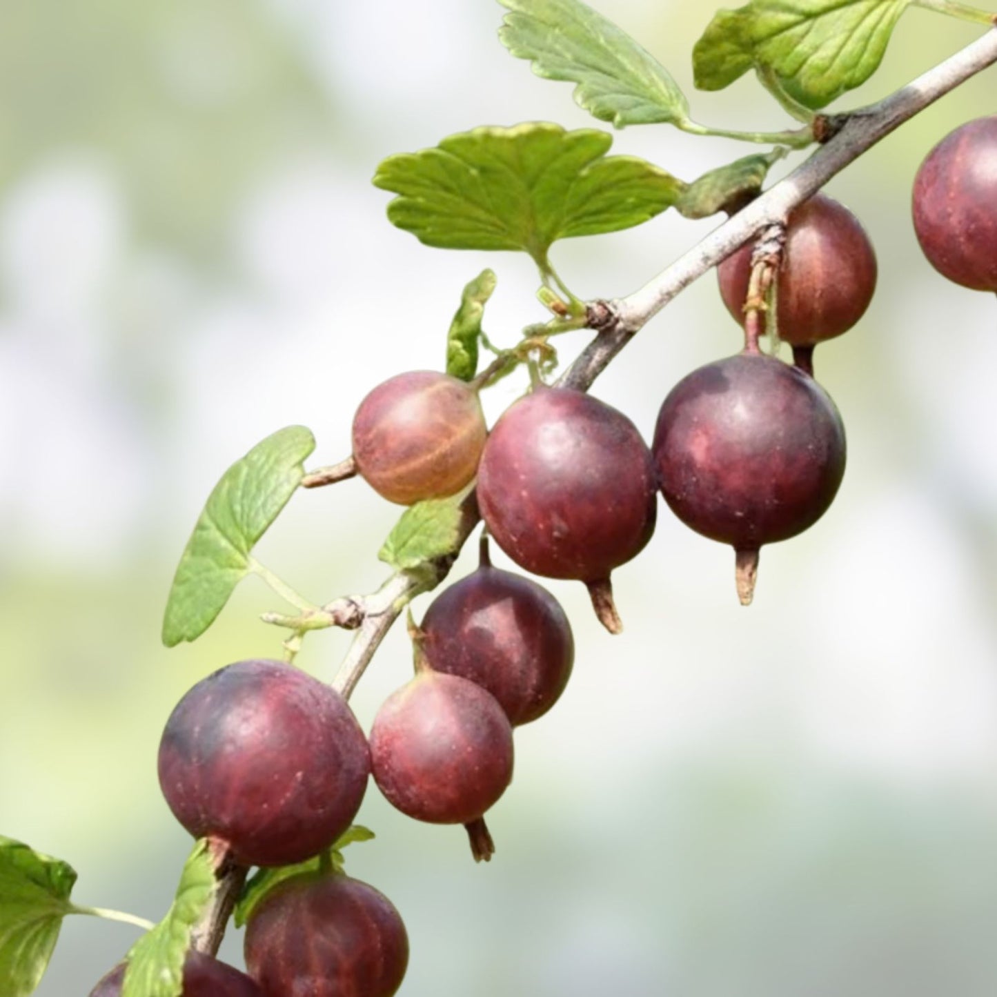 Black Velvet Gooseberry Starter Plant – Well Rooted Superfood Berry – Ribes nigrum – Hardy in Zones 3-8