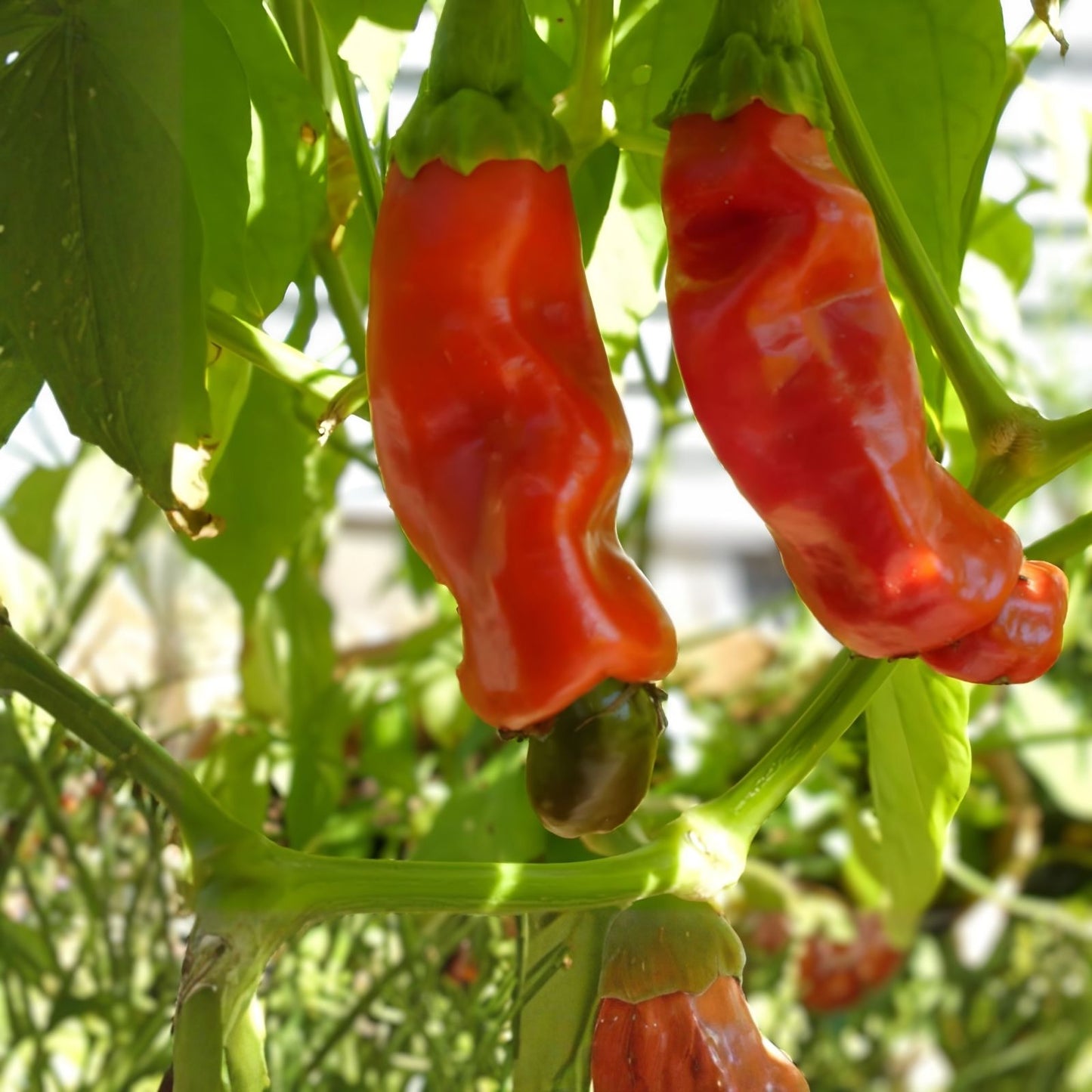 Peter Pepper Seeds 30 Pack - Easy to Grow Exotic Capsicum annuum Pepper Seeds for Unique Culinary Use
