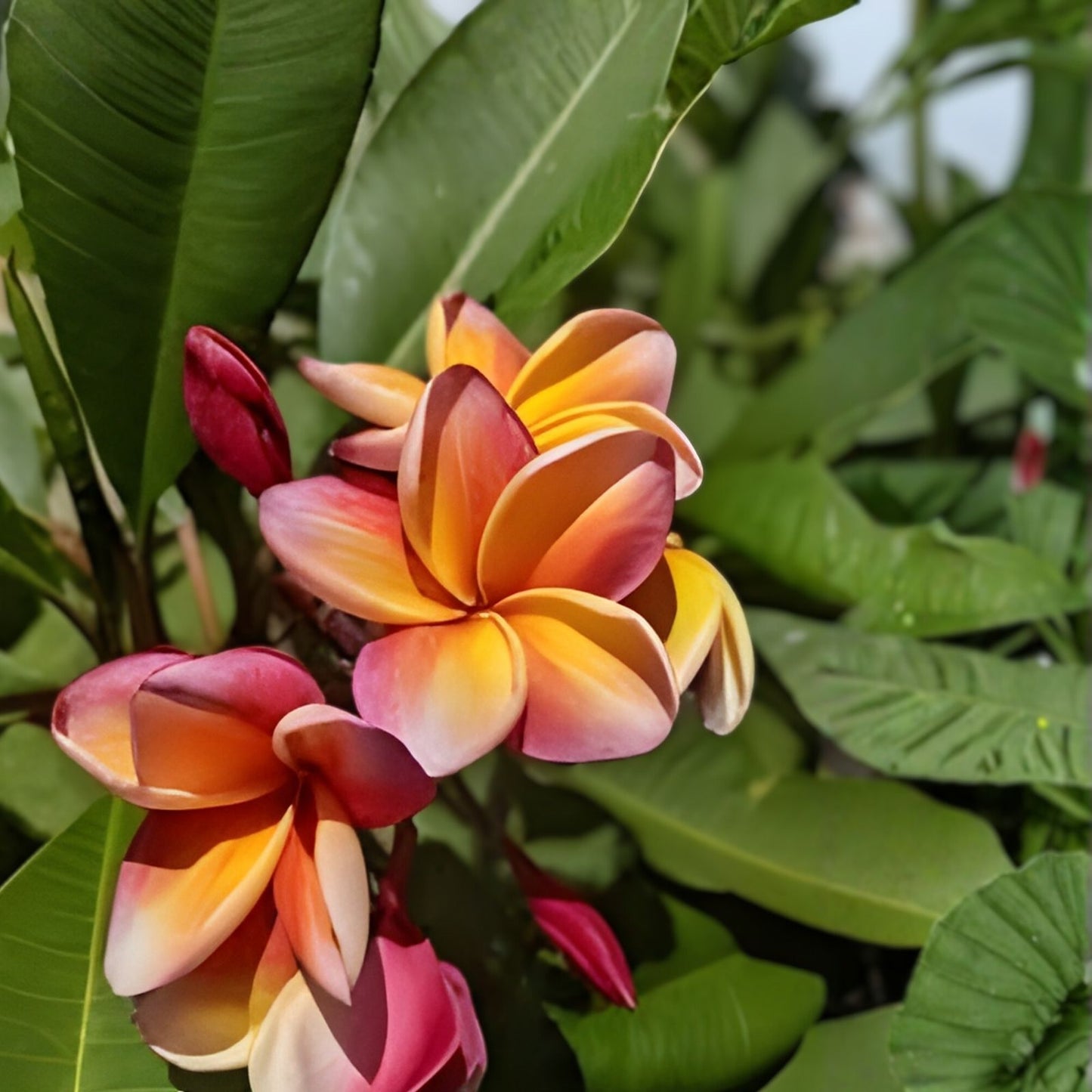 Fresh Plumeria Cutting 12” Tropical Flowering Plant, Plumeria spp., Healthy Garden Plant, Fragrant Flowers