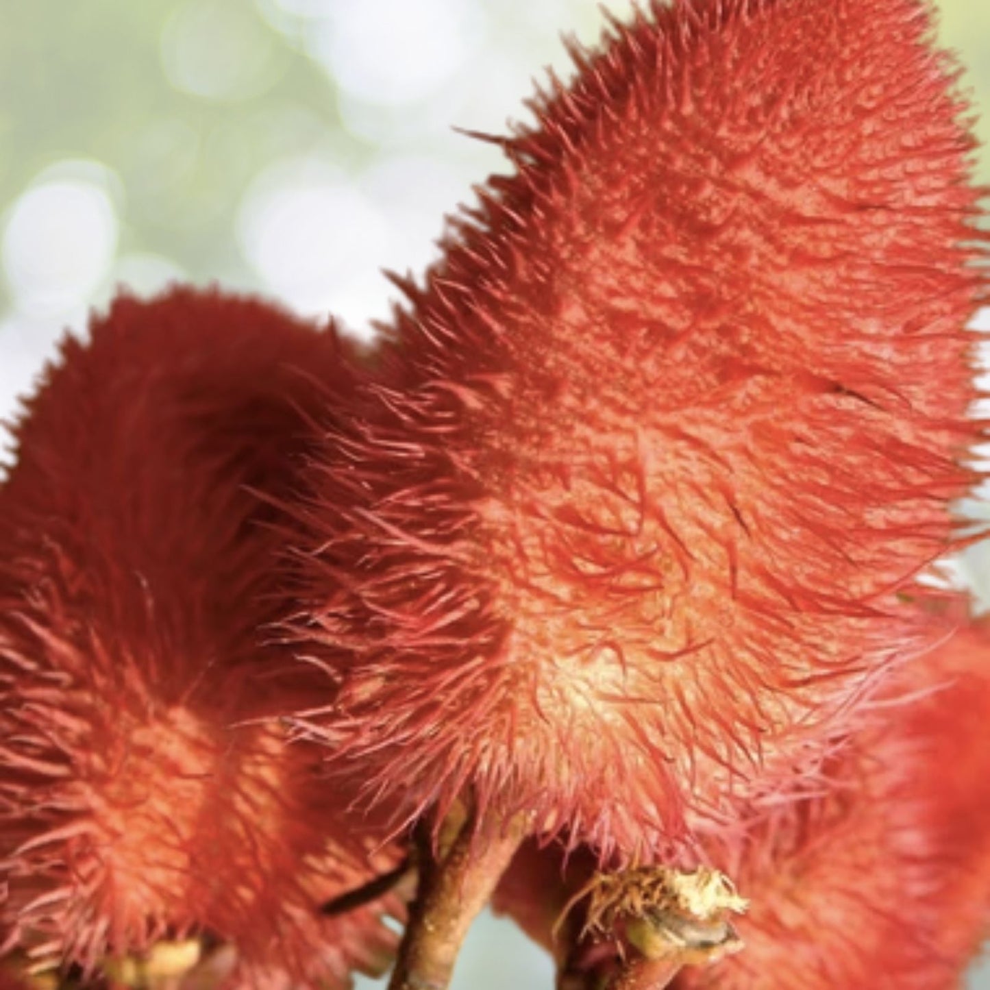 Anchiote Seeds - 40 Heirloom NON-GMO Seeds for Culinary Use | Bixa orellana | Free Shipping