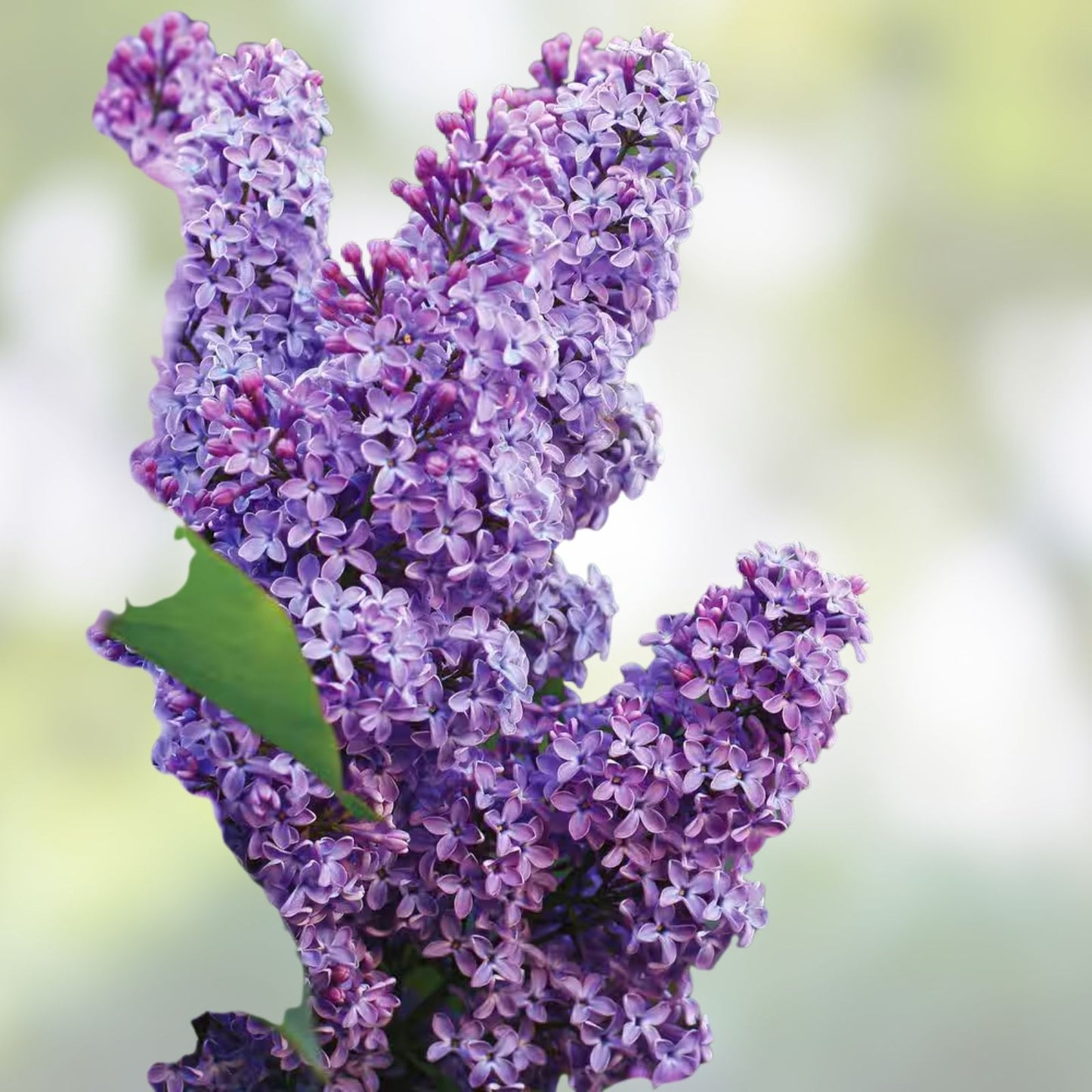 Live Bare Root Lilac Bush 16-24" Old Fashioned Purple Syringa vulgaris Flowering Shrub