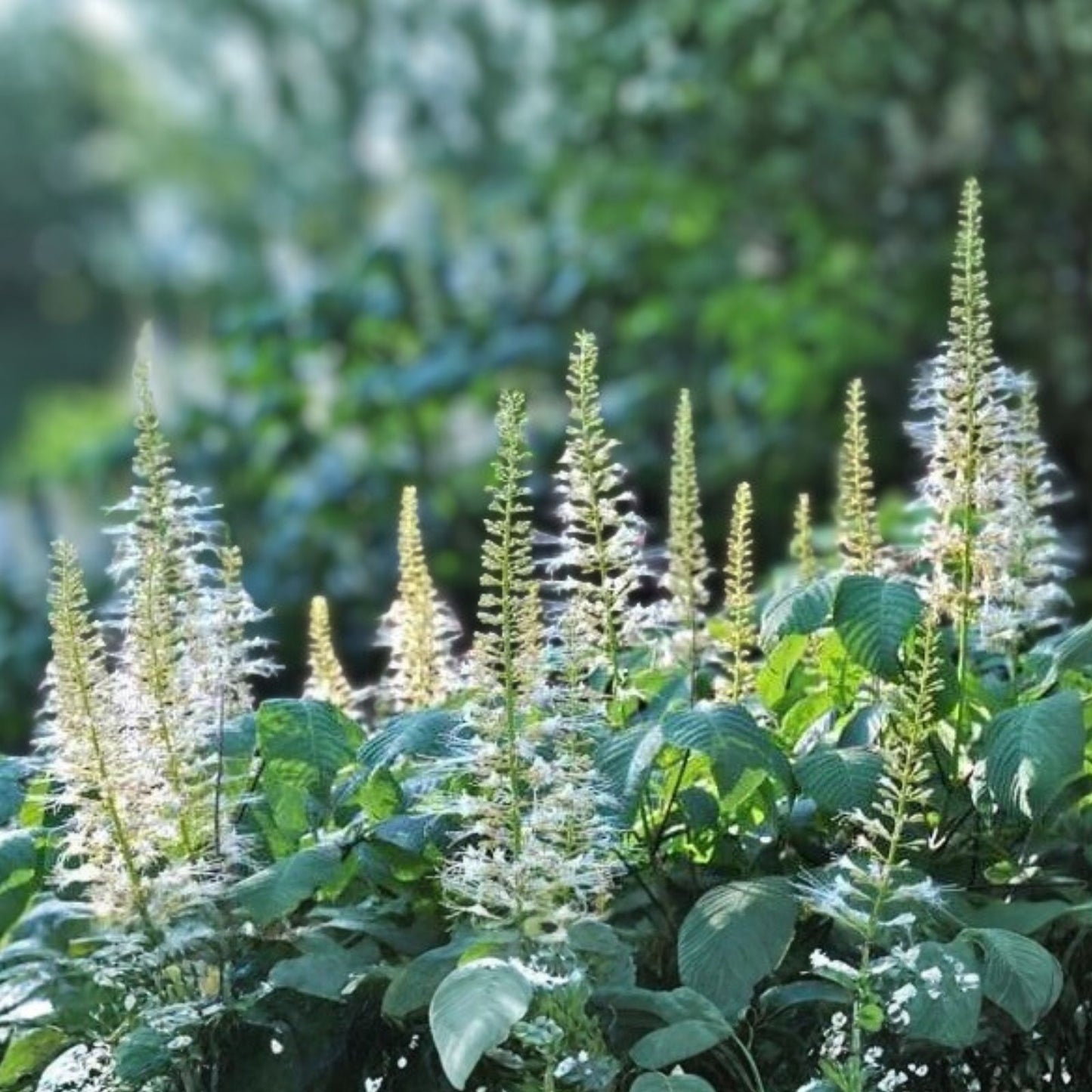 Live Bottlebrush Buckeye Plant - 12" Bare Root Shrub - Aesculus parviflora - Shade Erosion Control Plant for Zones 4-8