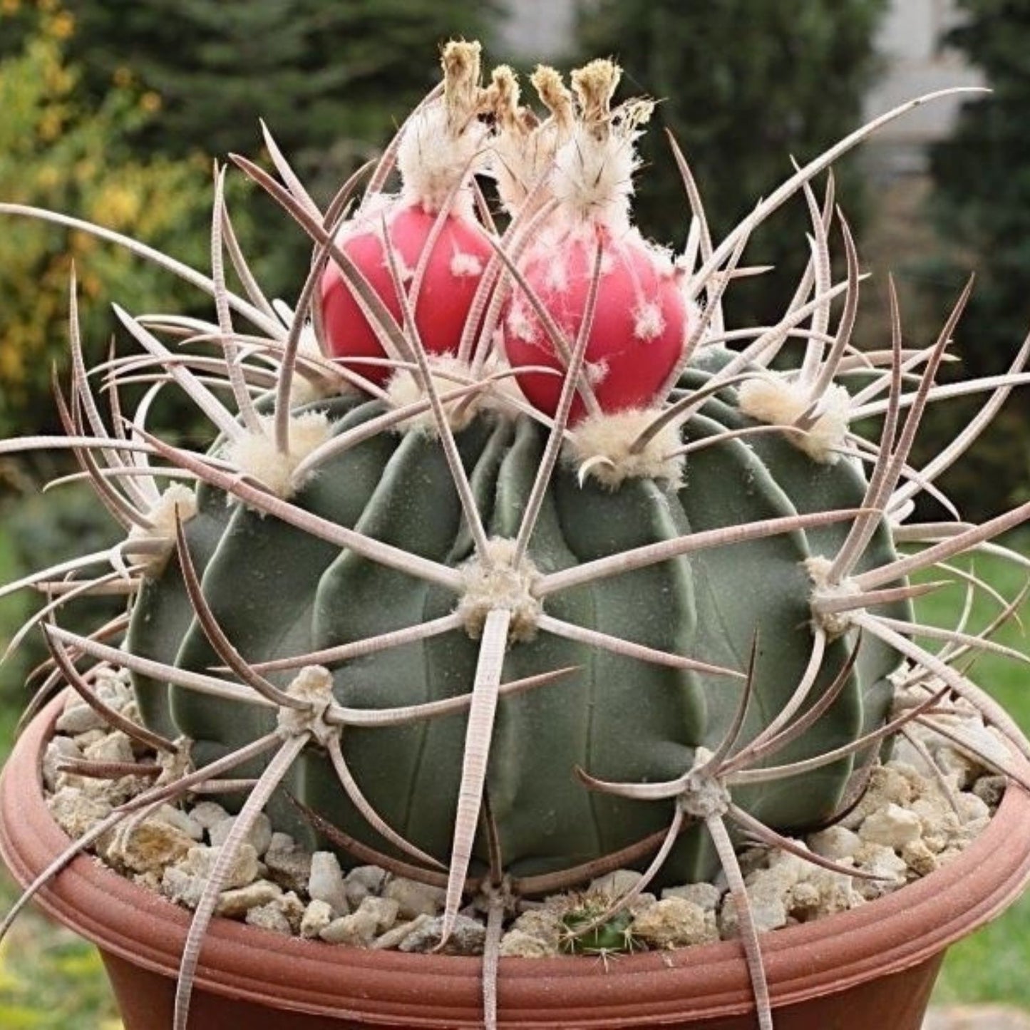 Echinocactus Texensis Horse Crippler Cactus Live Plant - Unique Desert Succulent, Drought-Tolerant, Low Maintenance