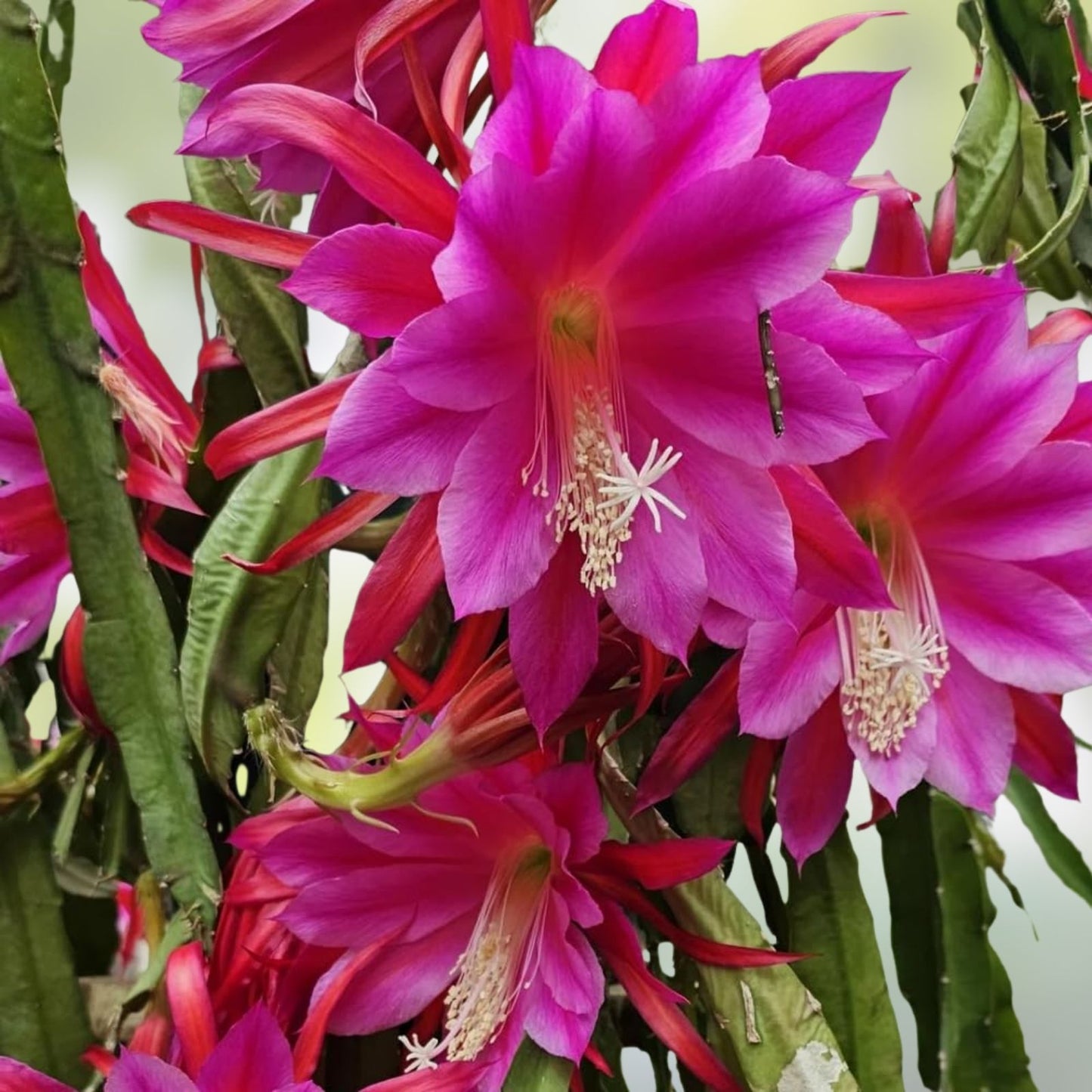 Epiphyllum Orchid Cactus Cutting - IGVAZU FALLS Variety - Don's Cuttings - Succulent Houseplant, Easy Care, Unique Flowering Plant
