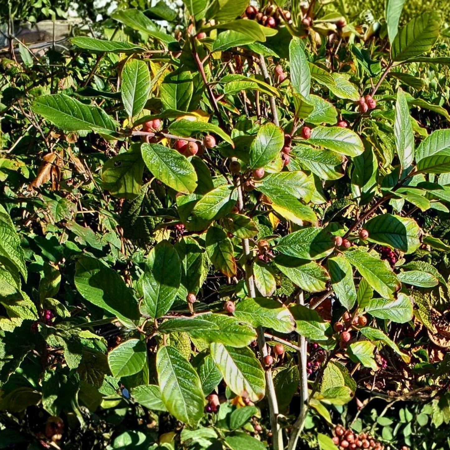 Carolina Buckthorn Live Plant - 12-18" Bare Root Shrub - Frangula caroliniana - Wildlife Garden Tree and Shrub