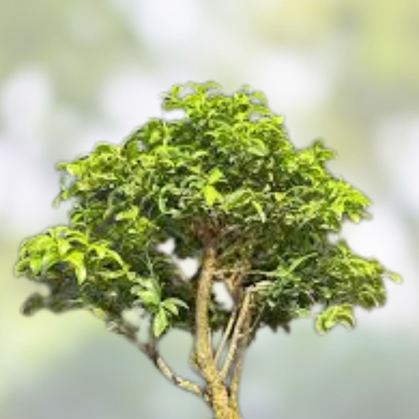 Kingsville Boxwood Bonsai Tree Mame Size in Glazed Drilled American Tea Pot Buxus microphylla 'Kingsville'