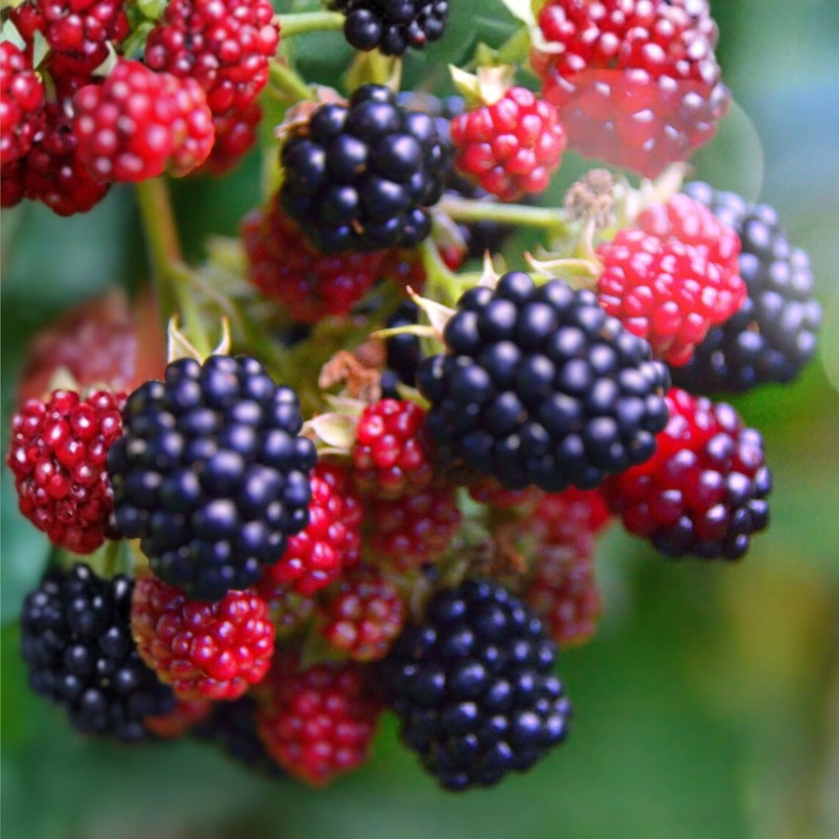 Prime-Ark Freedom Blackberry Plant - Bare Root Edible Fruit - Rubus fruticosus - Thrives in Full Sun, Easy Care