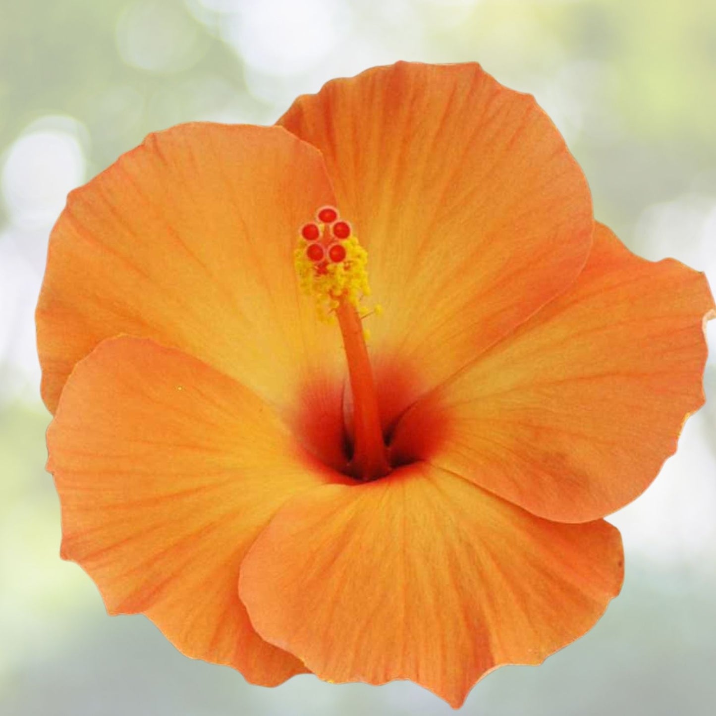Hibiscus Cuttings 3 Pack Orange Starter for Rooting, Hibiscus rosa-sinensis, Fast Shipping