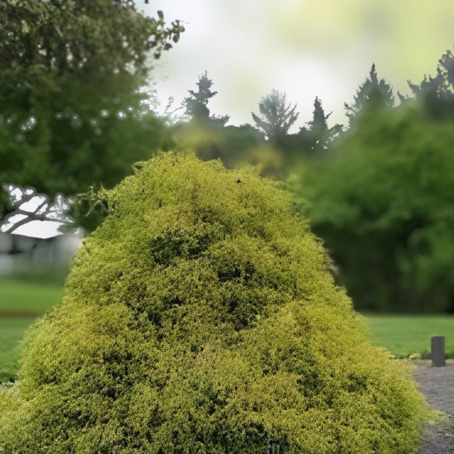 Golden Mop False Cypress Live Plant 6" Evergreen Shrub Drought-Tolerant Green Foliage Chamaecyparis pisifera