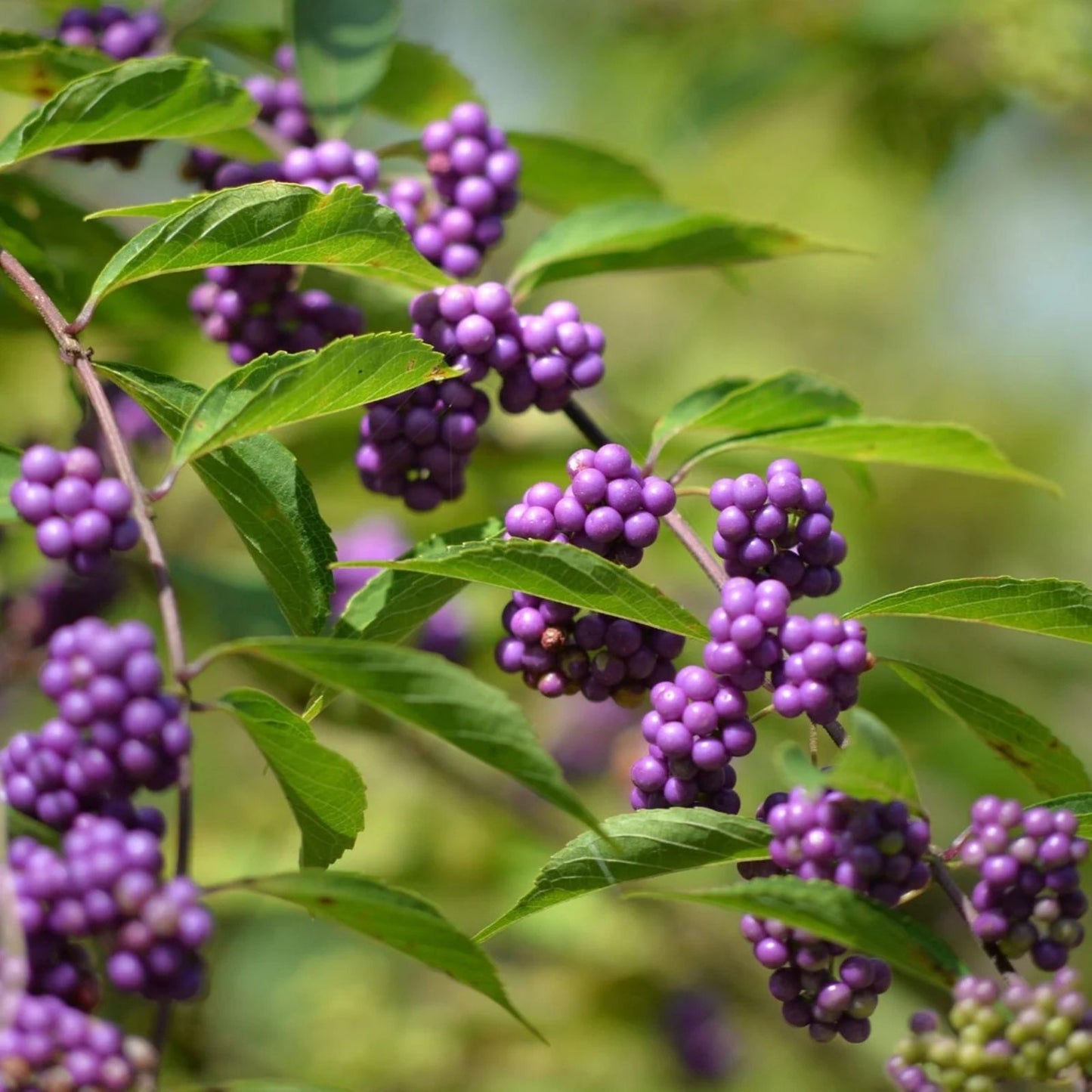 American Beauty Berry Seeds 25 Count - Callicarpa americana - Vibrant Purple Berries - Native Plant Gardening