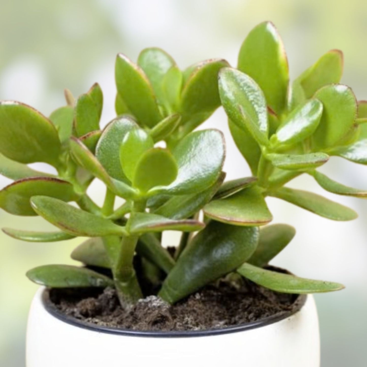 Jade Plant Cuttings - 5 Succulent Cuttings 3-5 inches - Money Plant - Crassula ovata - Lucky Indoor Plant