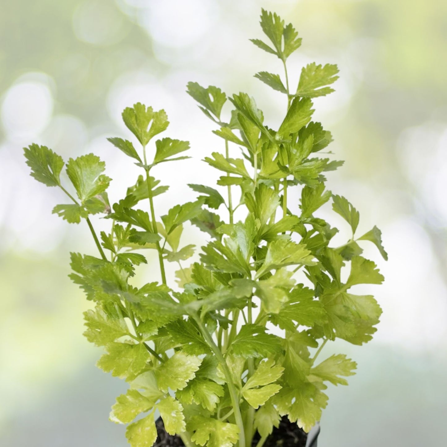 Italian Parsley Seeds | Green Flat Leaf | NON-GMO Heirloom | Petroselinum crispum