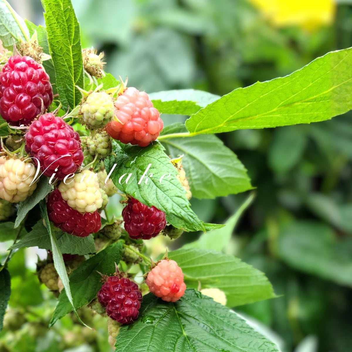 Thornless Purple Raspberry Plants - 5 Starter Plants - Rubus idaeus - Easy Care, High Yield for Home Garden
