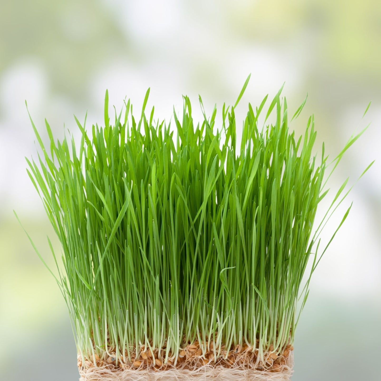 Cat Grass Seeds 1 Pound – Nutritious Tasty Treat for Cats and Pets (Avena sativa)