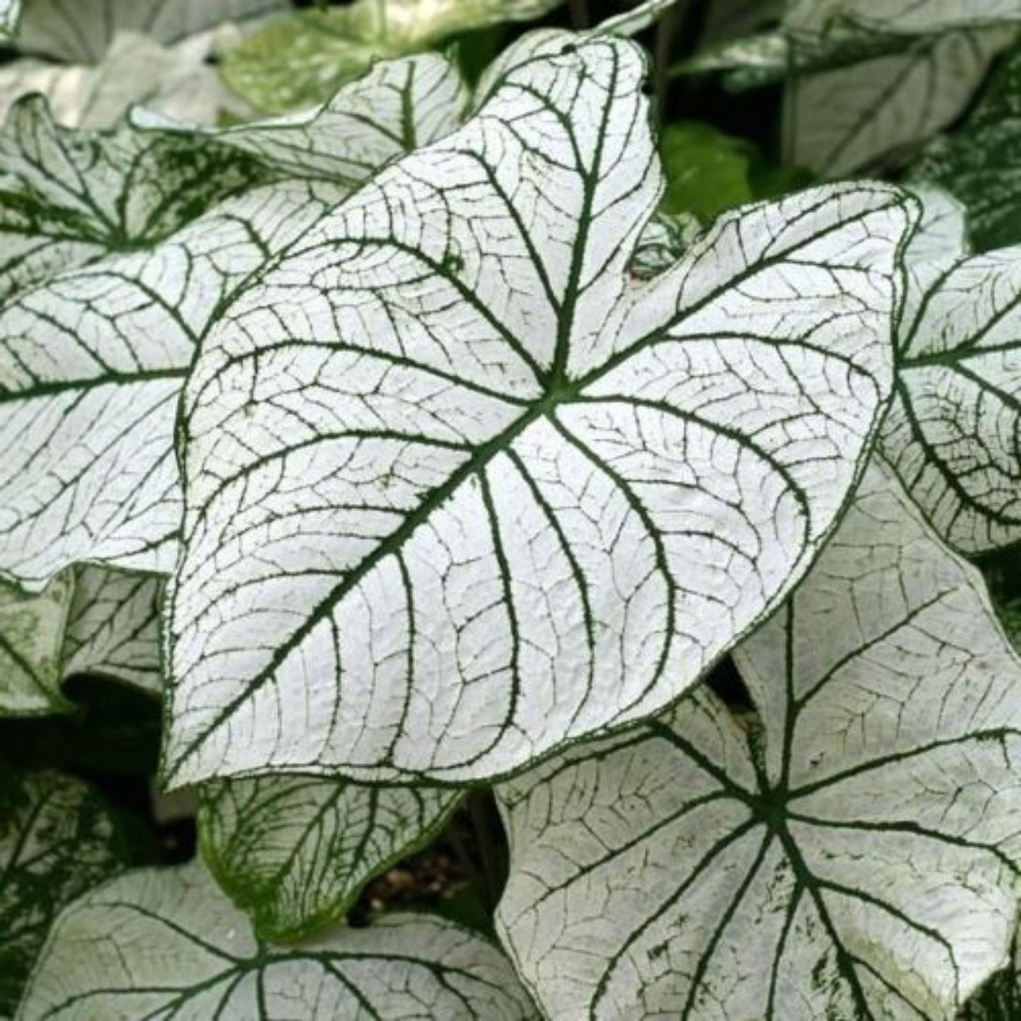 Caladium Bulbs Large Size White Candidum Tropical Foliage Plant Caladium bicolor