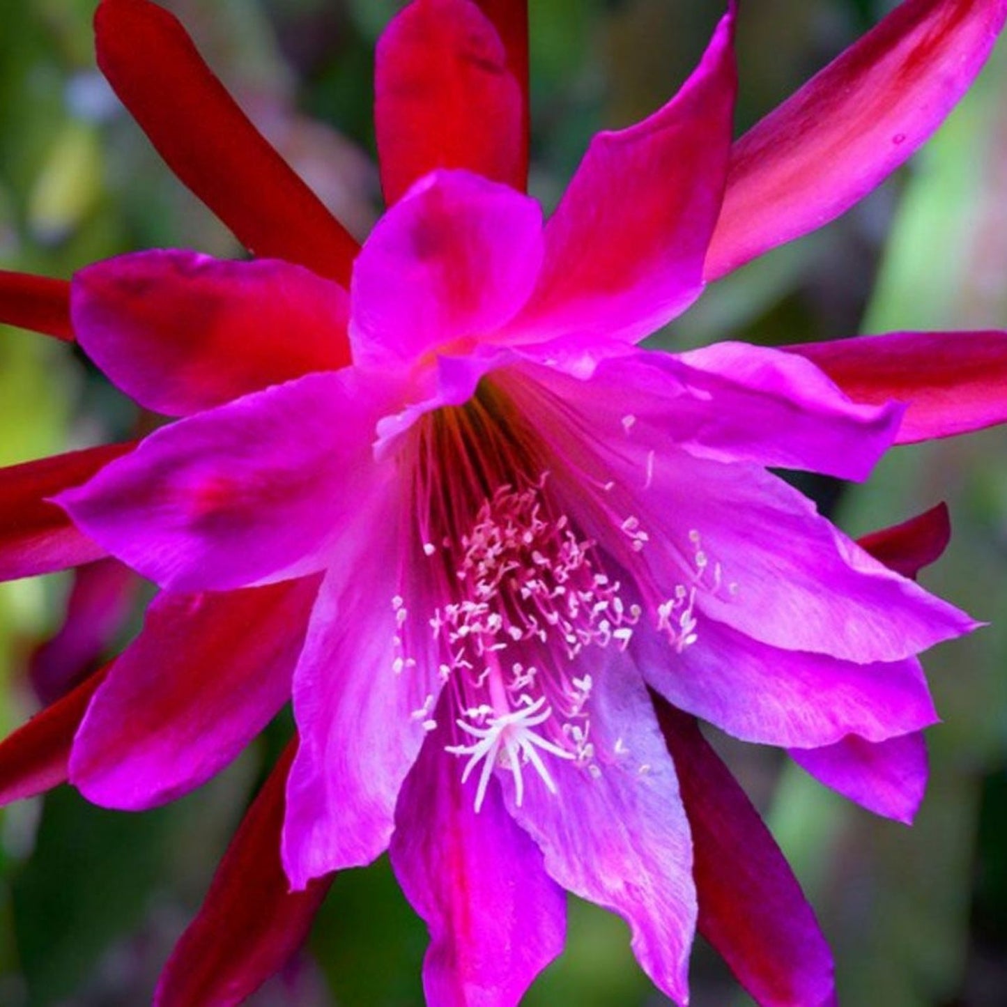 Epiphyllum Plant - Orchid Cactus Sedona Sunset Cutting - Unique Indoor Succulent - Don's Cuttings SEPT/3