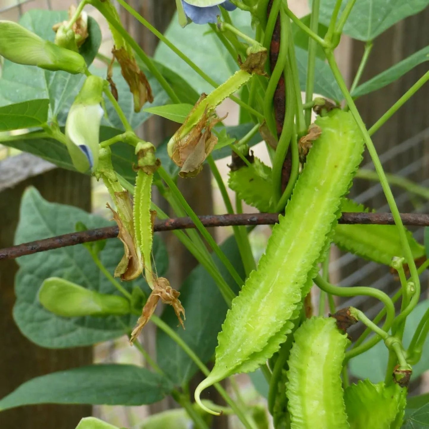 Wing Bean Seeds 15 Count - Easy to Grow Exotic Asian Variety Psophocarpus tetragonolobus