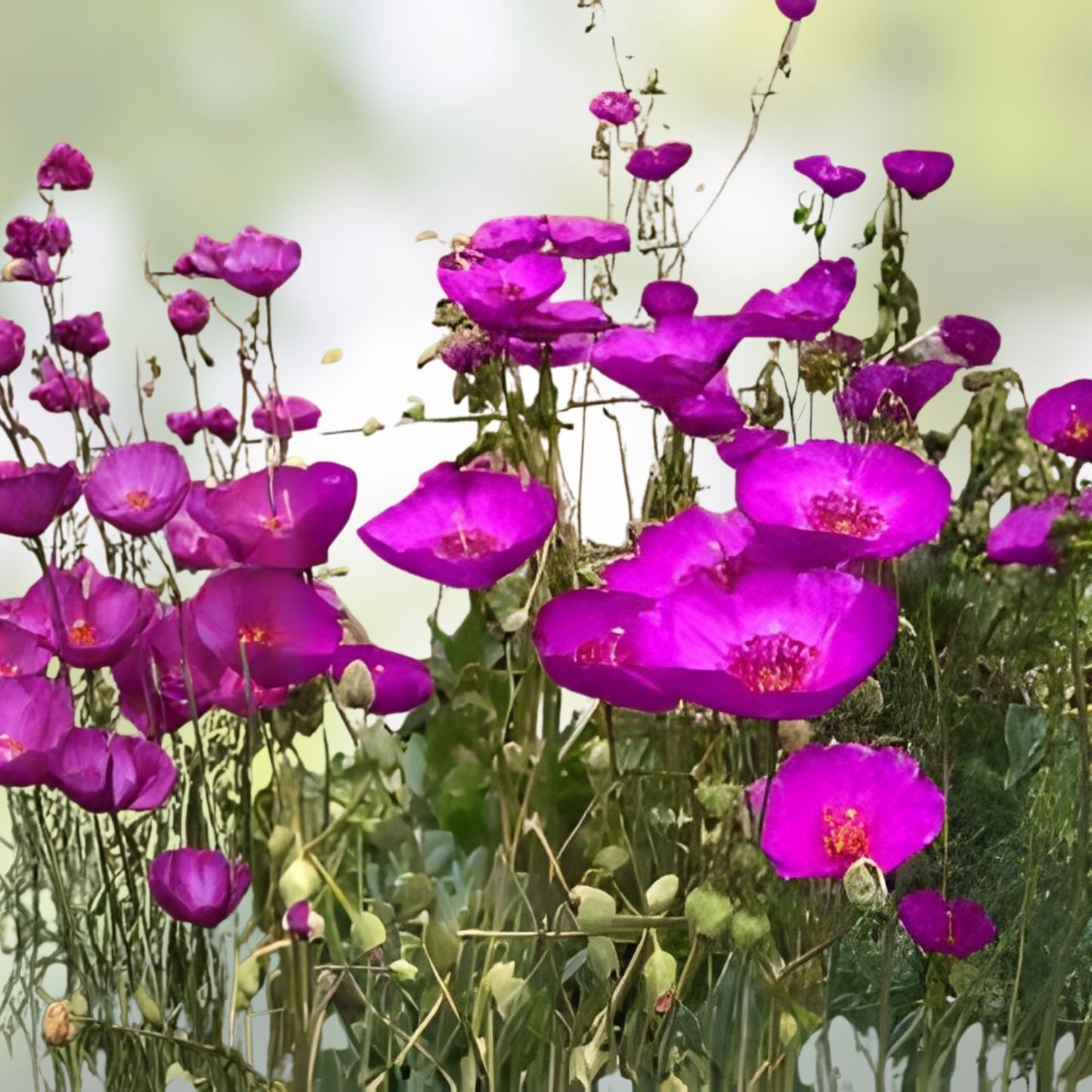 Purple Calandrinia Spectabilis Cuttings - 10 Fast Growing Rock Purslane Propagation Plantlets