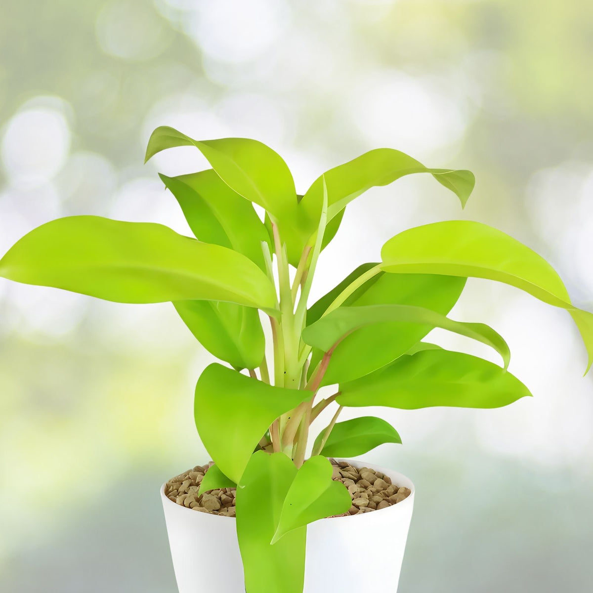 Philodendron 'Golden Goddess' 3 Gallon Pot | Tropical Houseplant | Easy Care Indoor Plant | Philodendron bipinnatifidum
