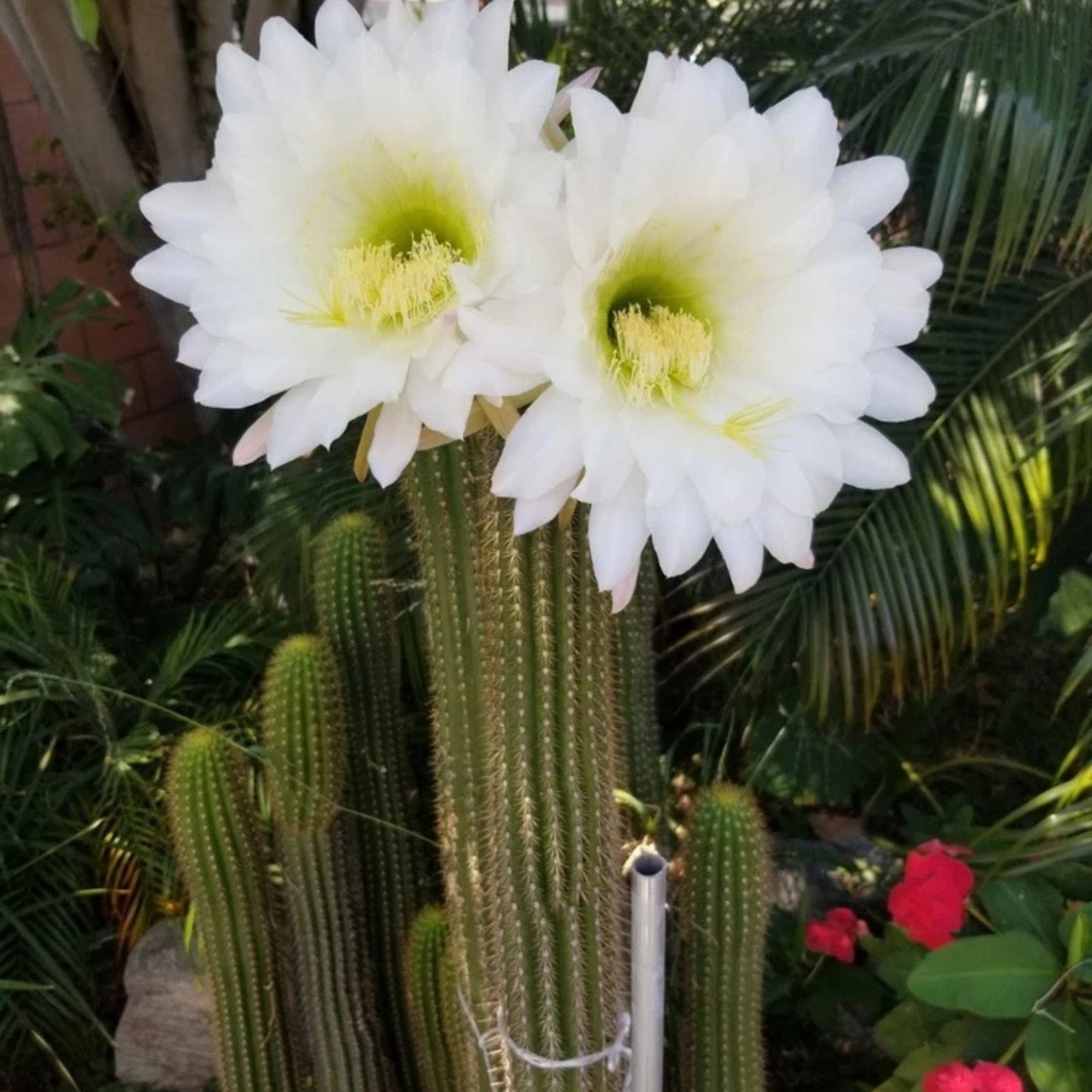 Echinopsis Hybrid Riverside Cactus Cutting | Large Unrooted 12x4 Inch | Succulent Plant | Echinopsis spp,