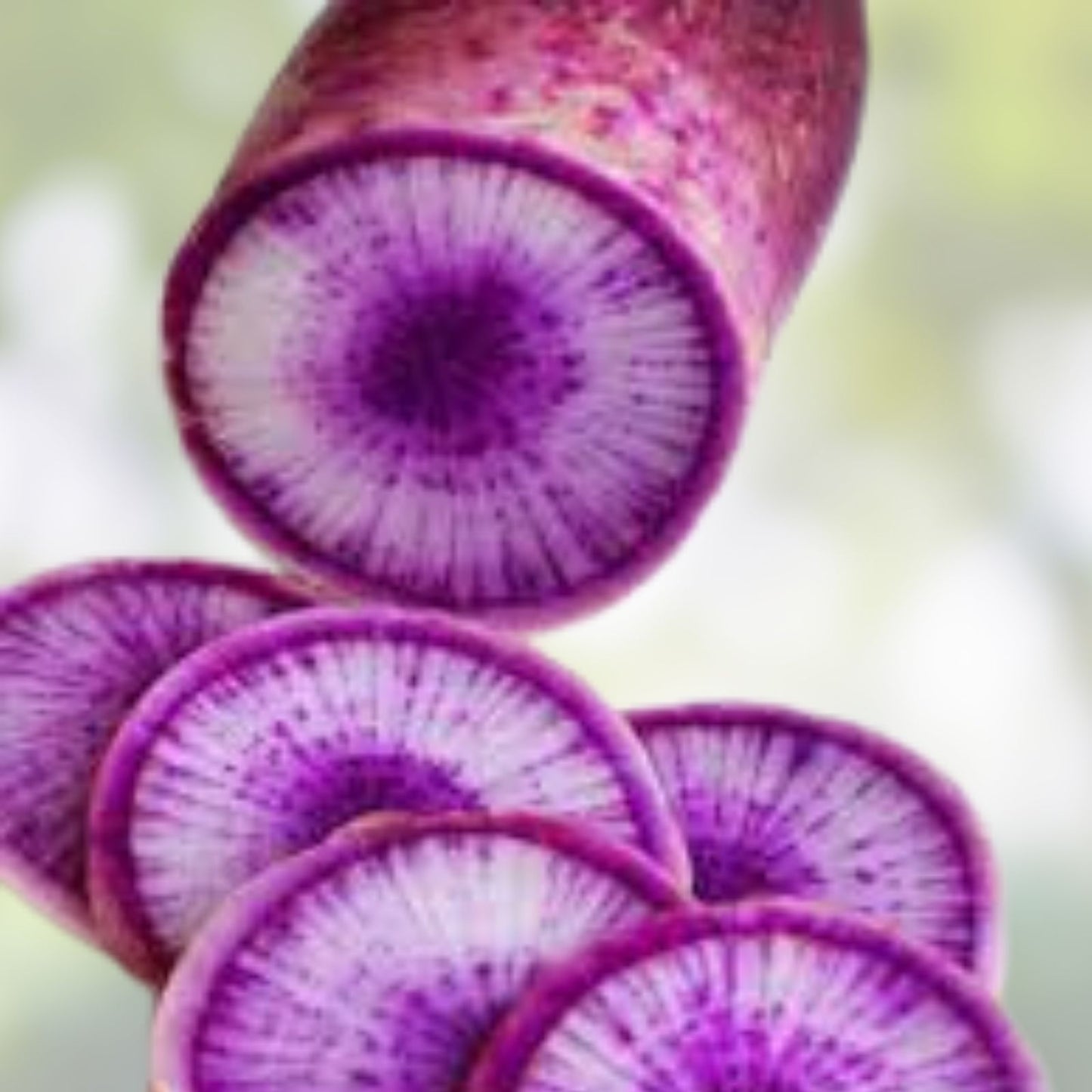 Purple Korean Radish Seeds - 100+ Rare Brassica Rapa Nakameguro Planting Seeds