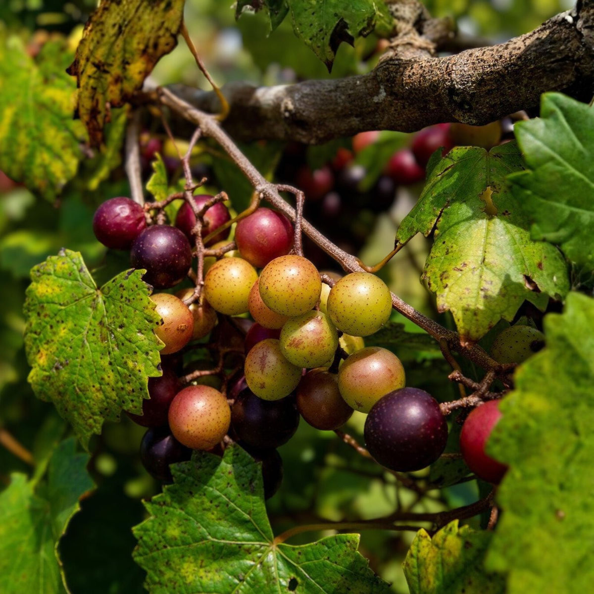 Muscadine Grape Plant 3-Pack - Carlos Sweet Edible Vine - Vitis Rotundifolia - Bronze Grapes, Self-Fertile, Cold-Tolerant