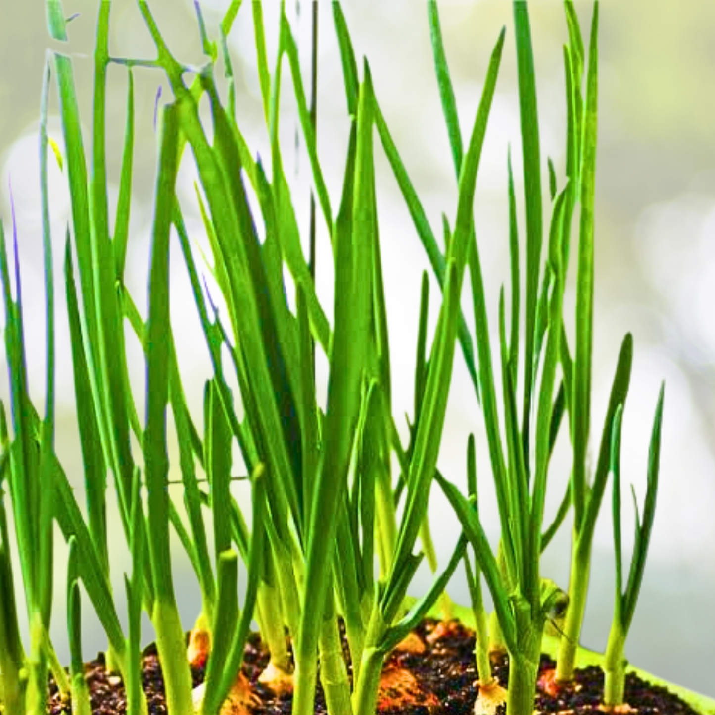 1000 Green Onion Seeds - Fast-Growing Bunching Scallion for Kitchen Herb Garden - Allium fistulosum