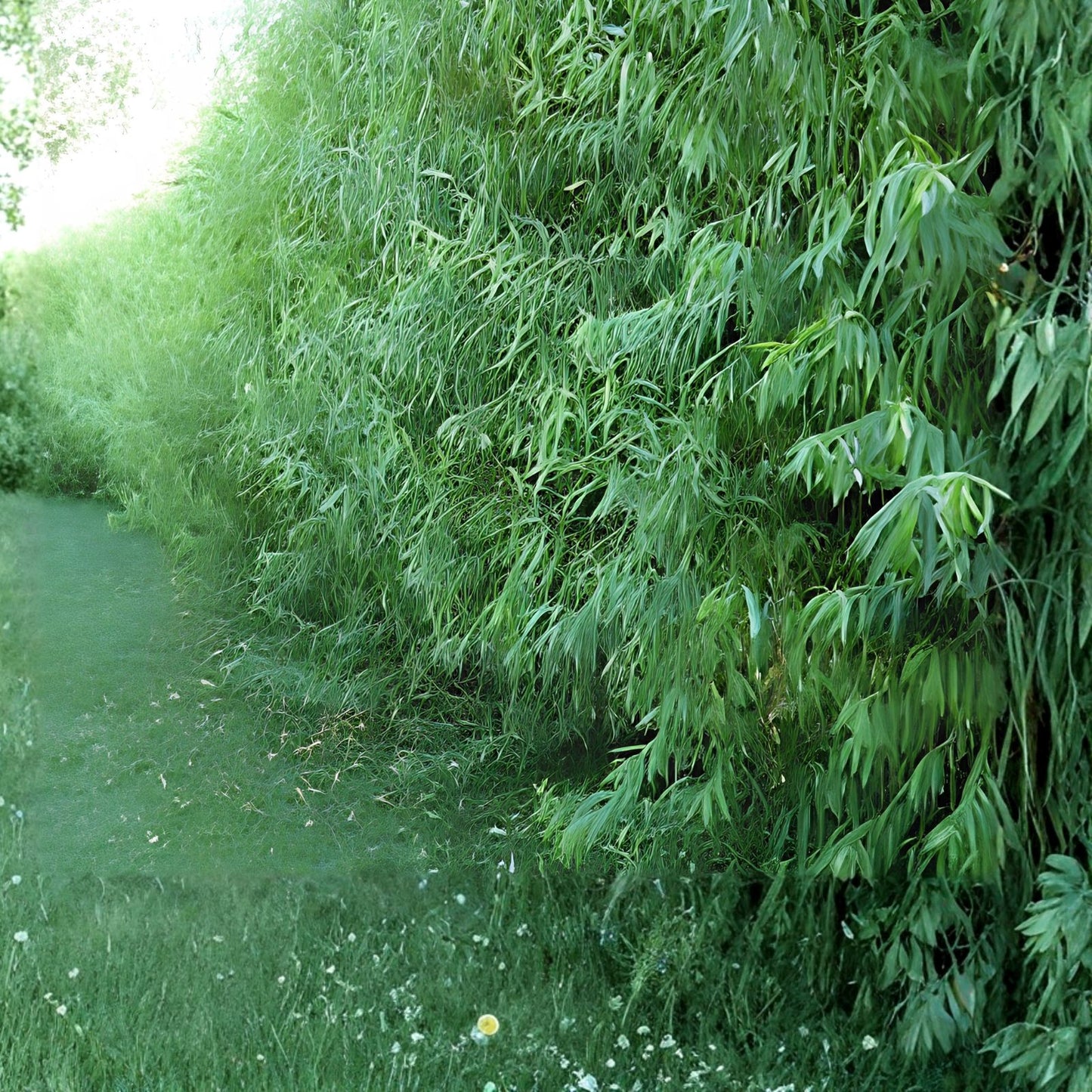 Hybrid Willow Trees 26 Pack, Fast Growing Shade Trees, Salix × fragilis, Live Plant, Indoor & Outdoor Ready to Plant