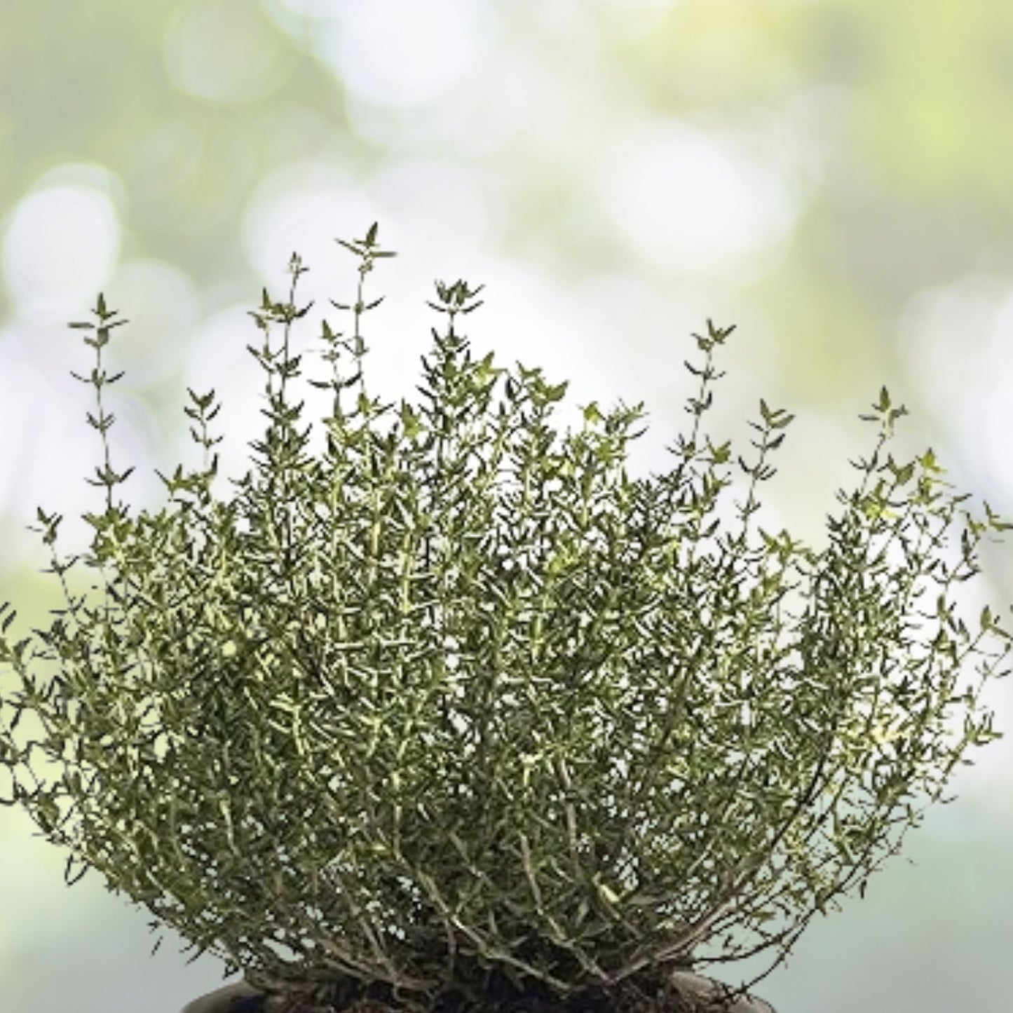 Common Thyme Seeds - 1000+ True Winter Thyme Perennial Herb for Kitchen Garden - Thymus vulgaris