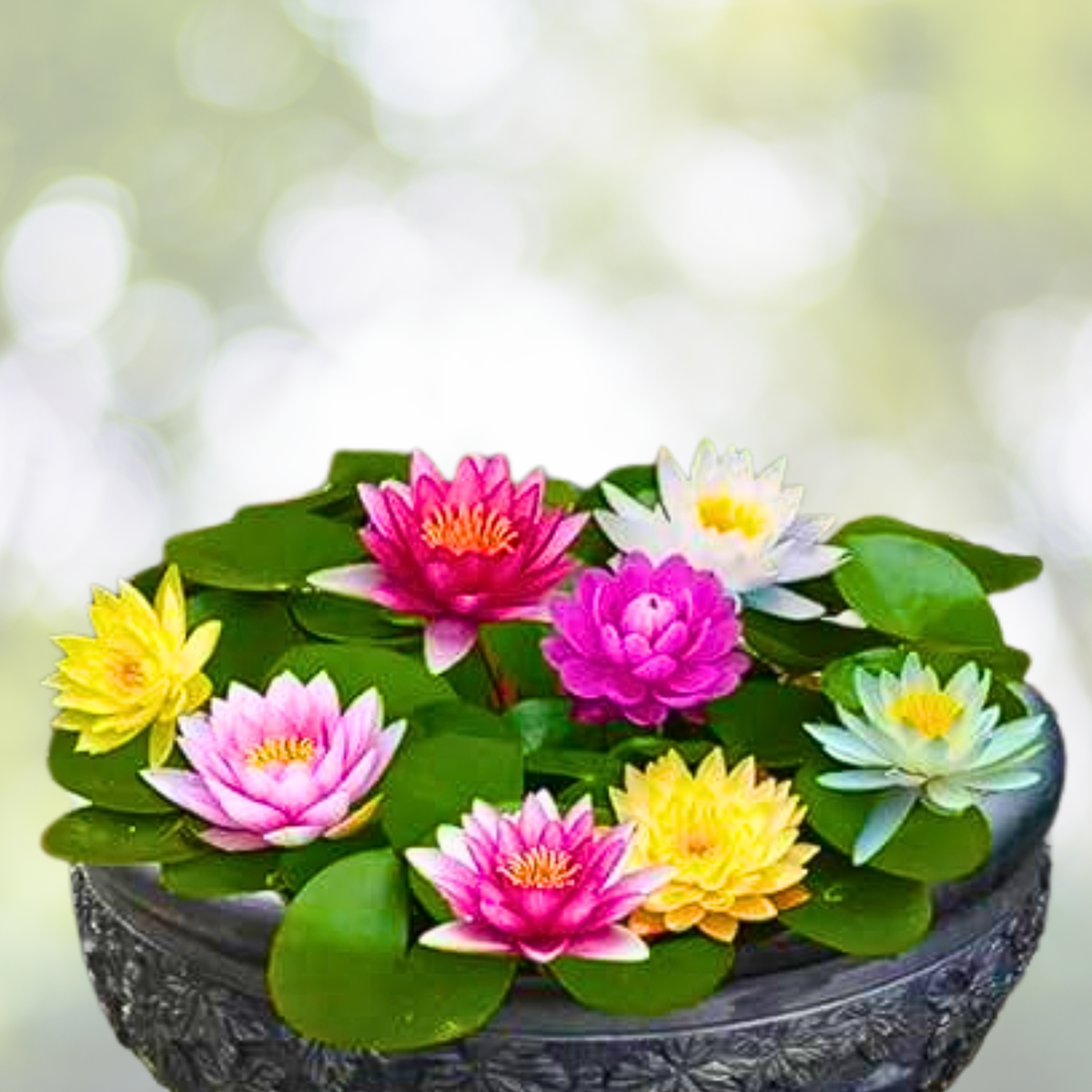 Germinated Lotus Seeds - 10pcs Mixed Color Bowl Lotus - Nelumbo nucifera