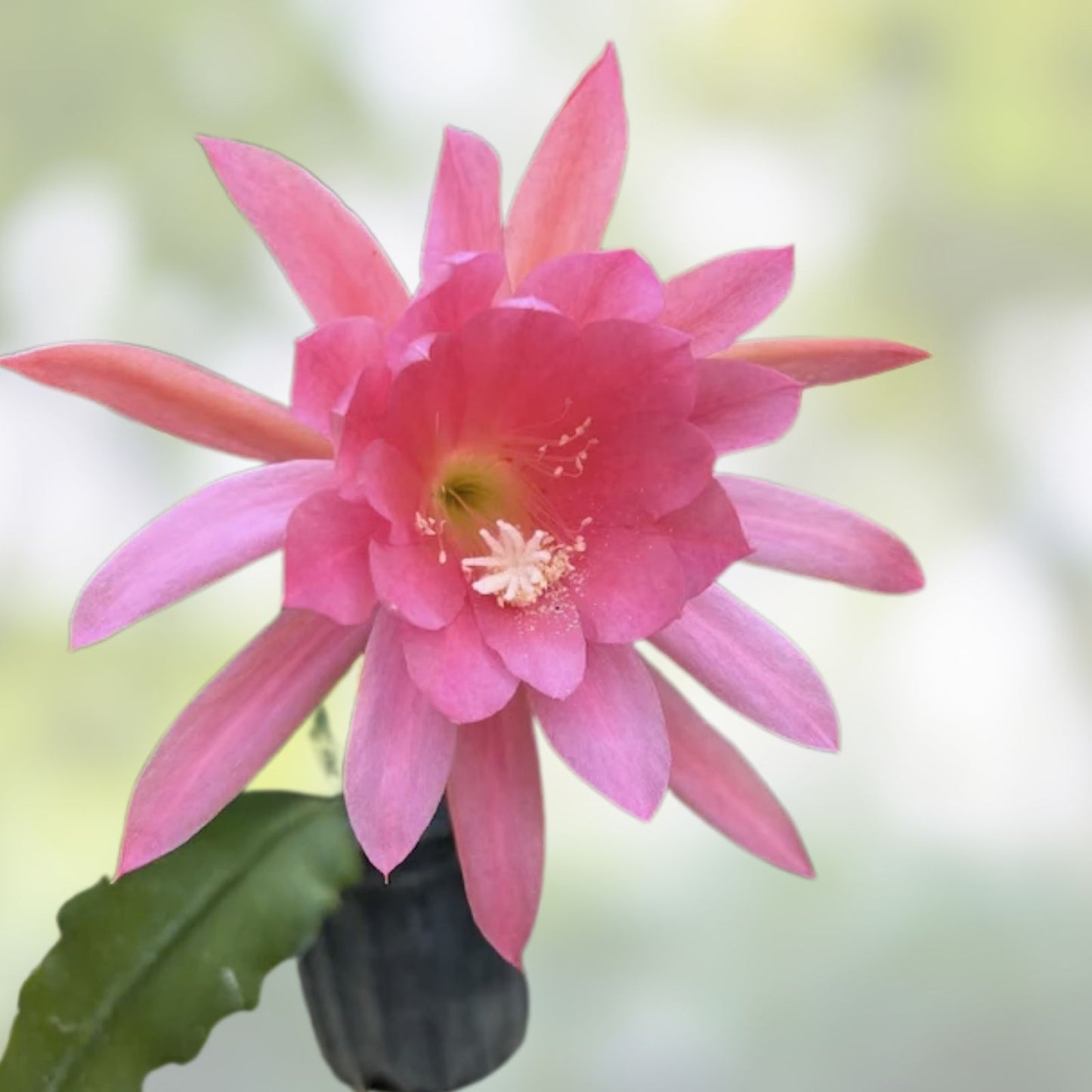 Epiphyllum Orchid Cactus Cutting Plant 6-10 inches | Succulent Indoor Plant | Epiphyllum spp.