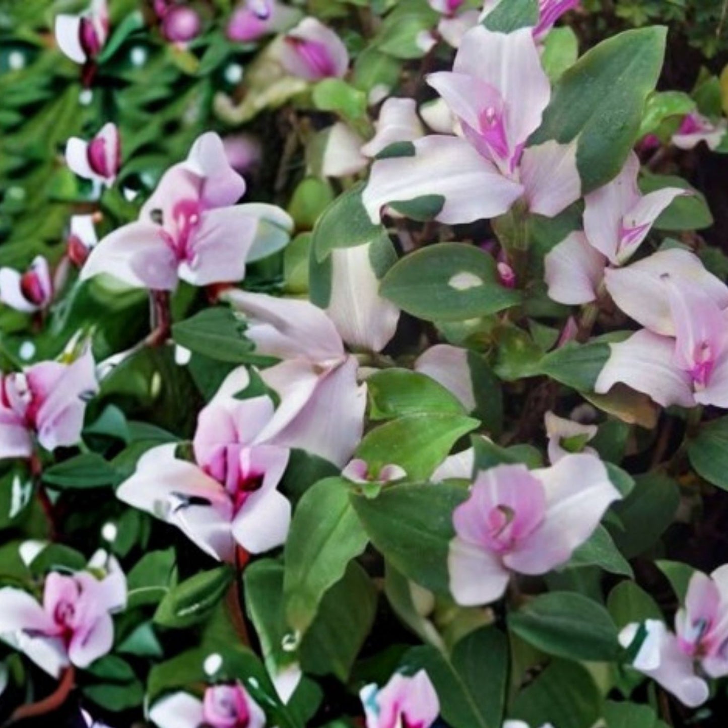 Variegated Tradescantia Blushing Bride Cuttings | Wandering Jew Houseplant Decor | 3 Stem Pack