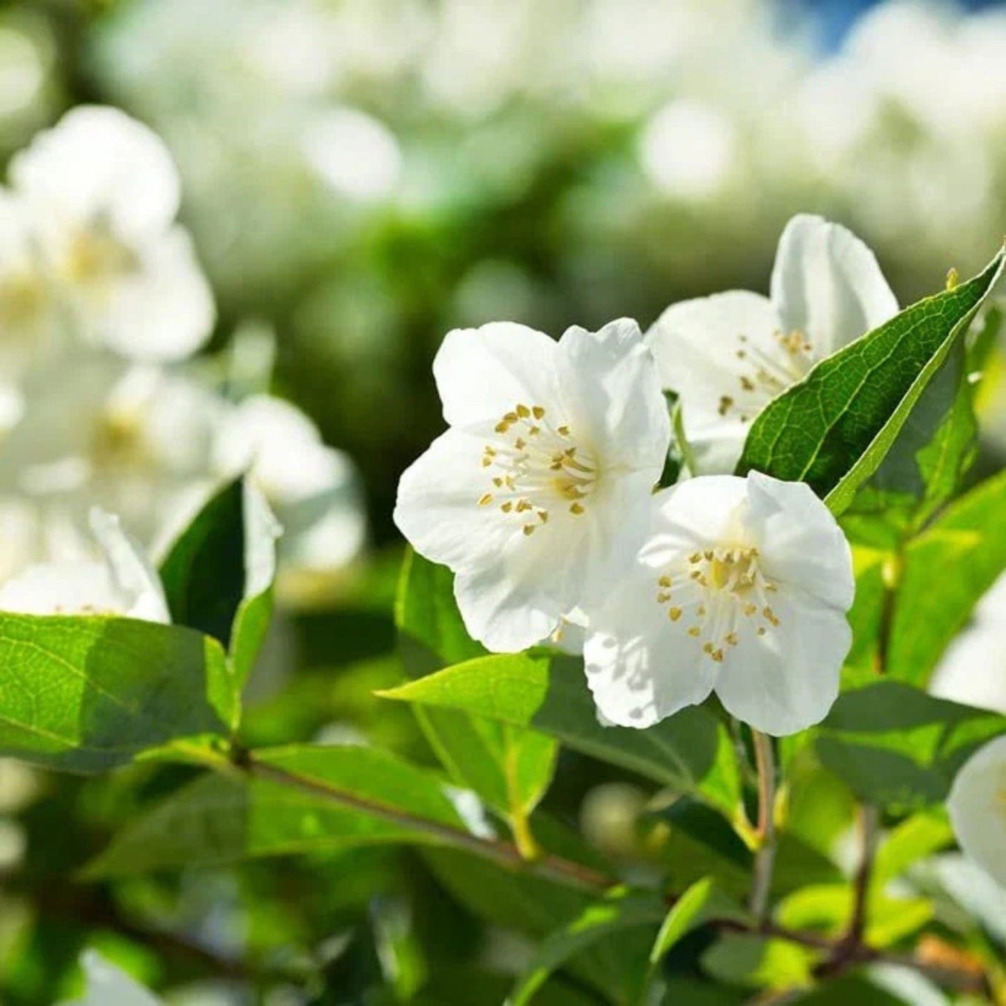 Bonsai Tree Seeds - 25 Seeds - White Jasmine - Vibrant White Flowers - Jasminum sambac - Easy to Grow Plant Seeds