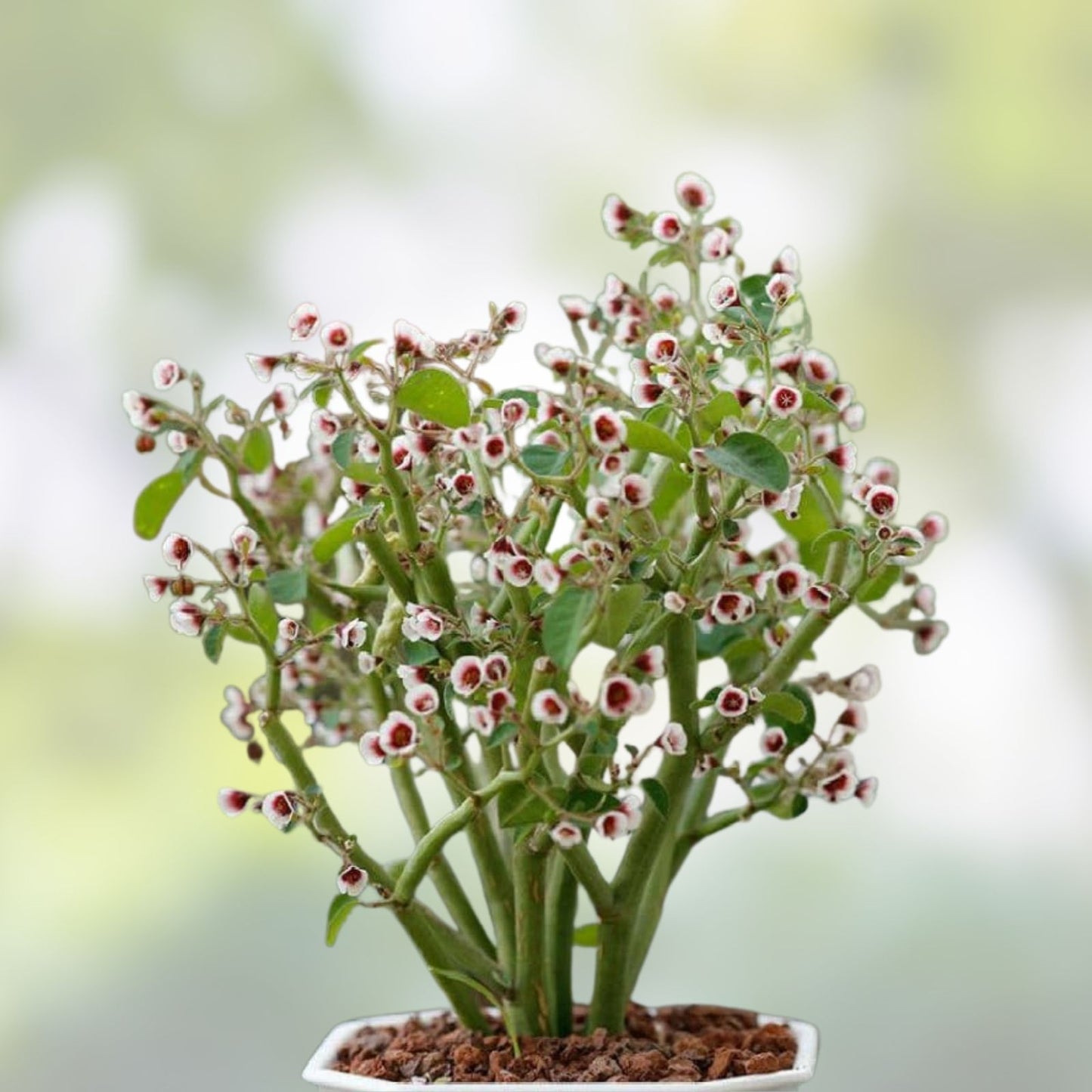 Rooted Euphorbia guiengola Cutting | 2-inch Succulent Bonsai Piece | Drought Tolerant, Easy Care, Unique Green Foliage