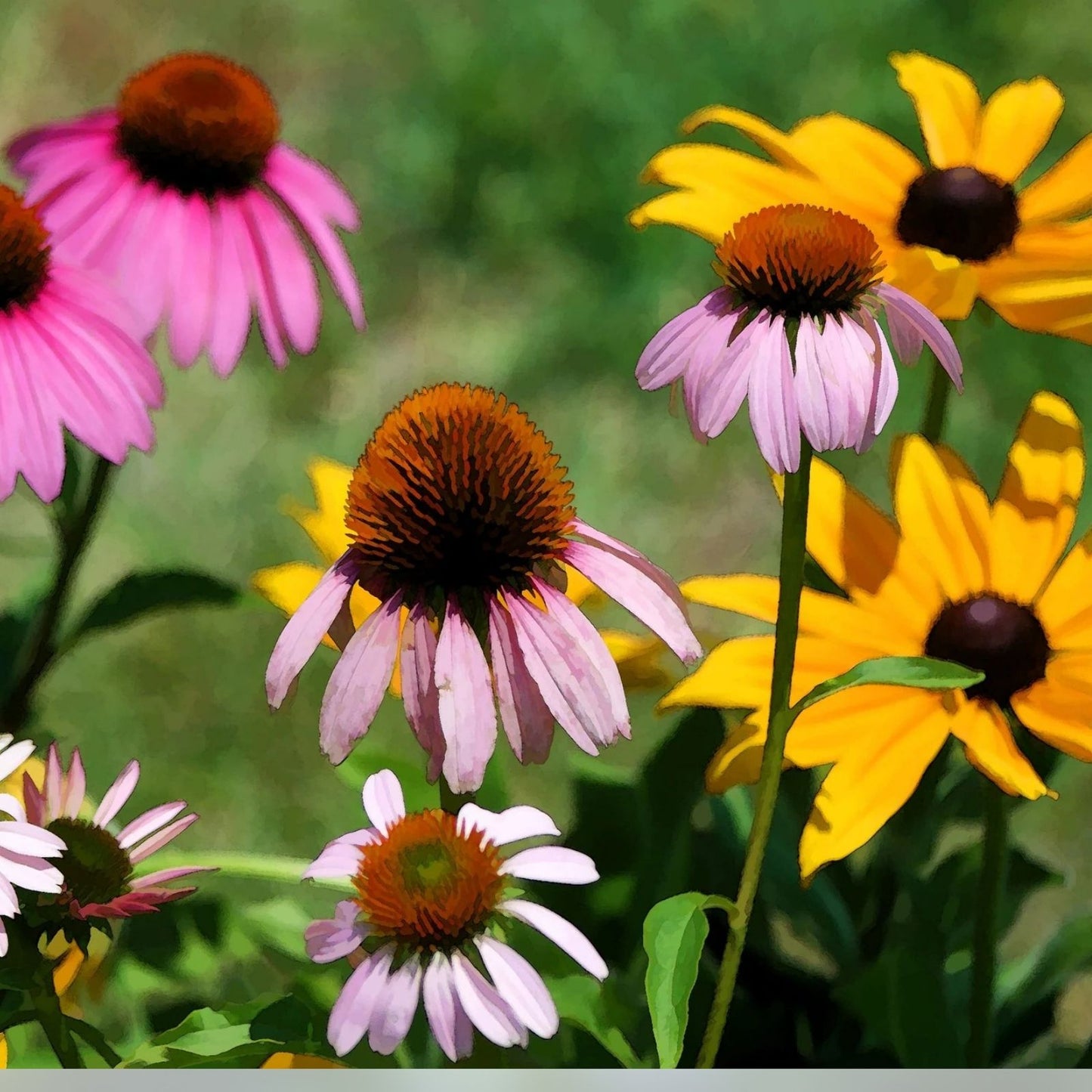Wildflower Mix Seeds - 200 Organic Perennial Seeds - Native USA Grown Pollinator-Friendly Blend