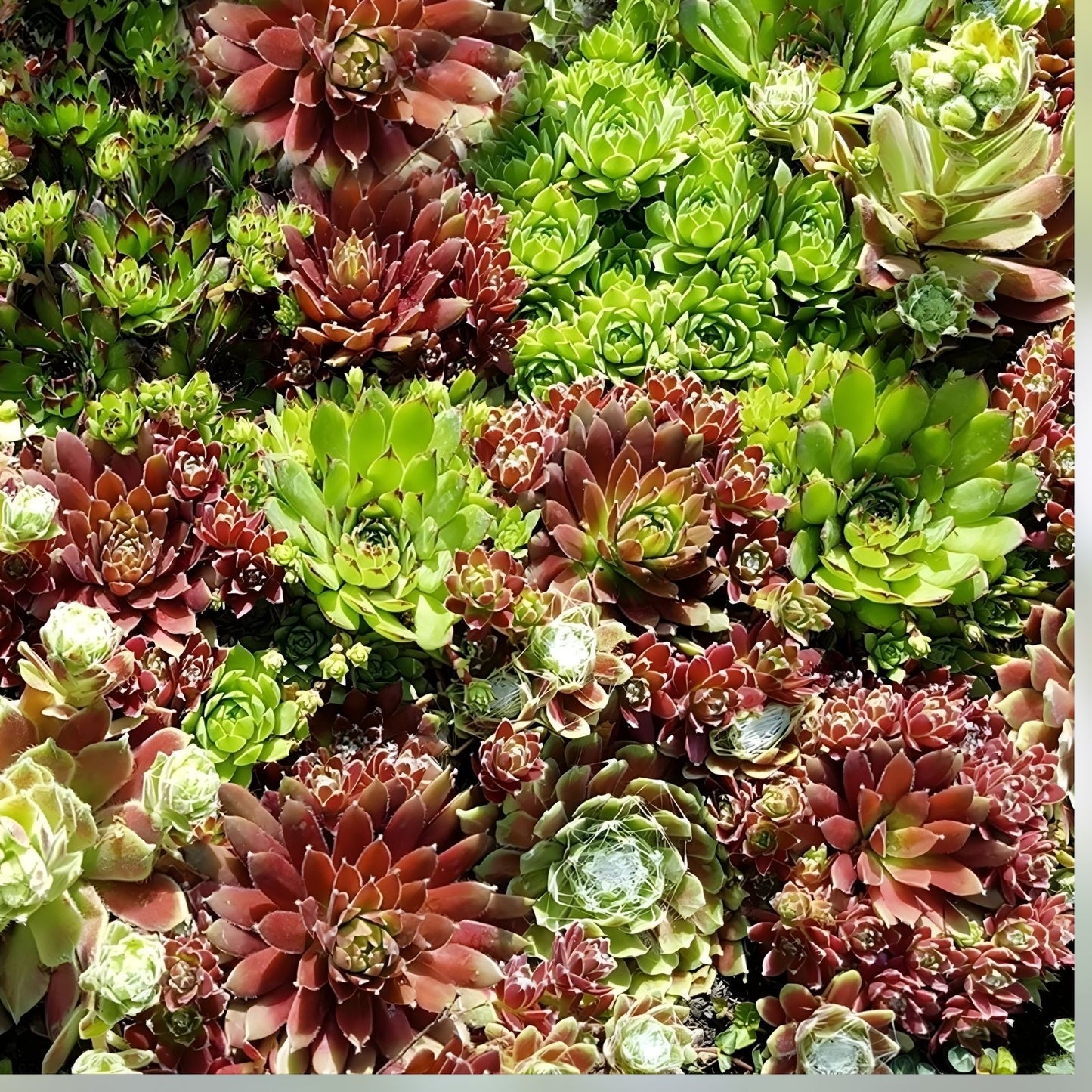 Hens and Chicks Cactus Succulent Seeds 50 Pack Echeveria spp. Easy to Grow Drought Tolerant Plants for Gardens