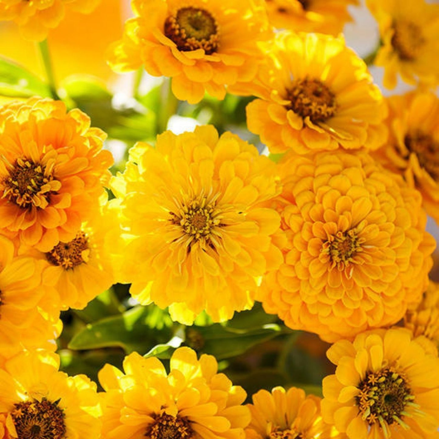 Lemon Meringue Zinnia Mix Seeds, 100 Organic Flower Seeds, Colorful Annual Zinnia elegans, USA Grown, Ships Free