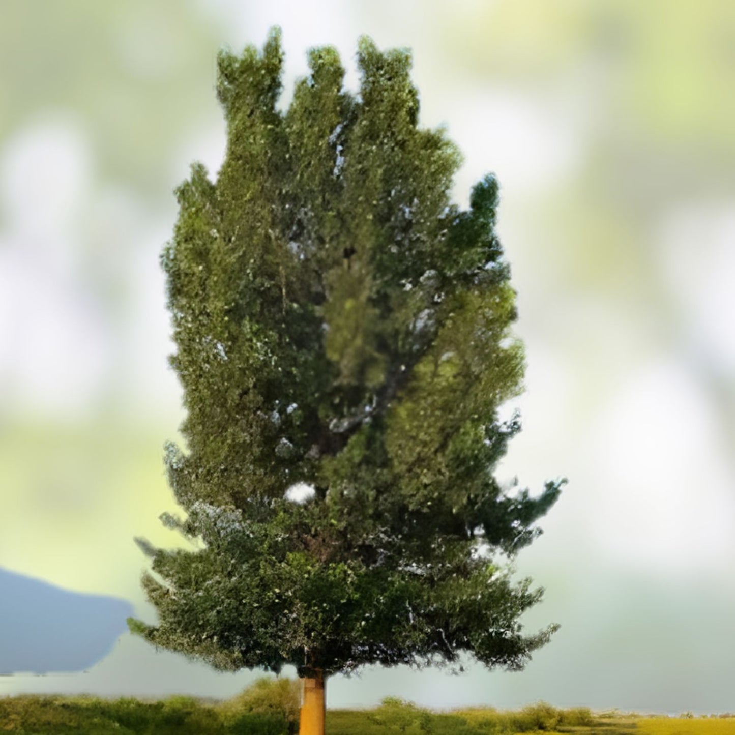 Hybrid Poplar Trees 4 Pack - Fast Growing Privacy Shade Landscaping Populus deltoides x nigra