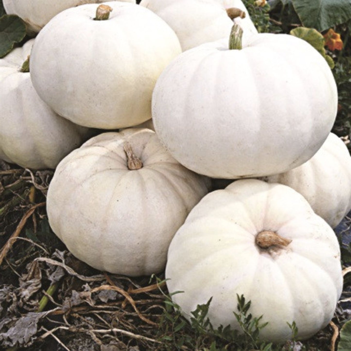 White Gold Pumpkin Seeds 10 Count Heirloom Variety Cucurbita pepo Organic Non-GMO Gardening Seeds