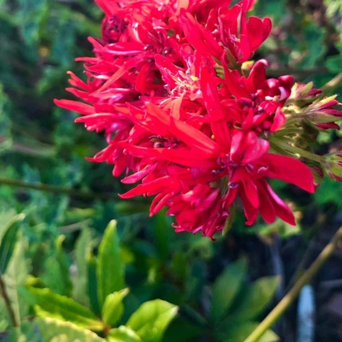 Spiky Red Bloom Cluster Pelargonium Geranium 6" Live Plant Cutting - Rare Variety
