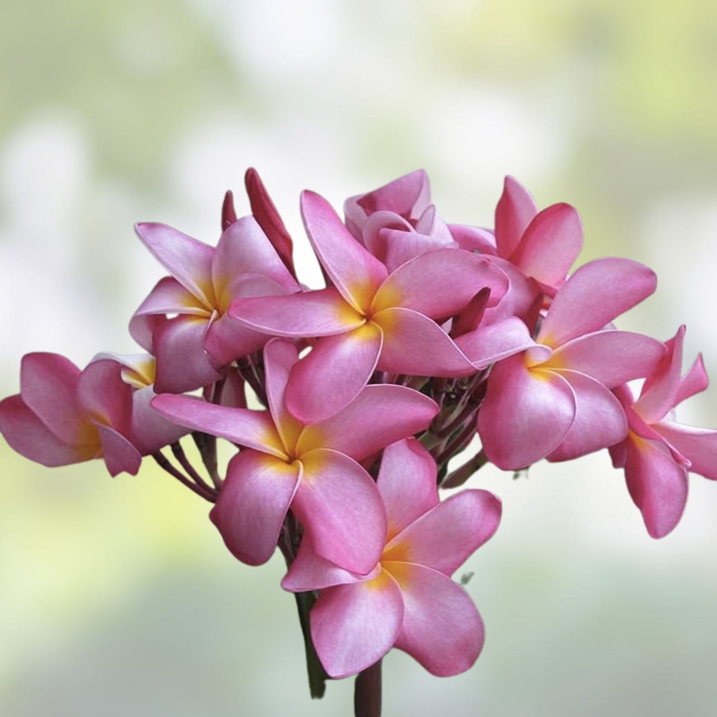 Rooted Cutting Plant - 2 ft Pink Rose Plumeria - Fragrant Tropical Flower - Plumeria rubra