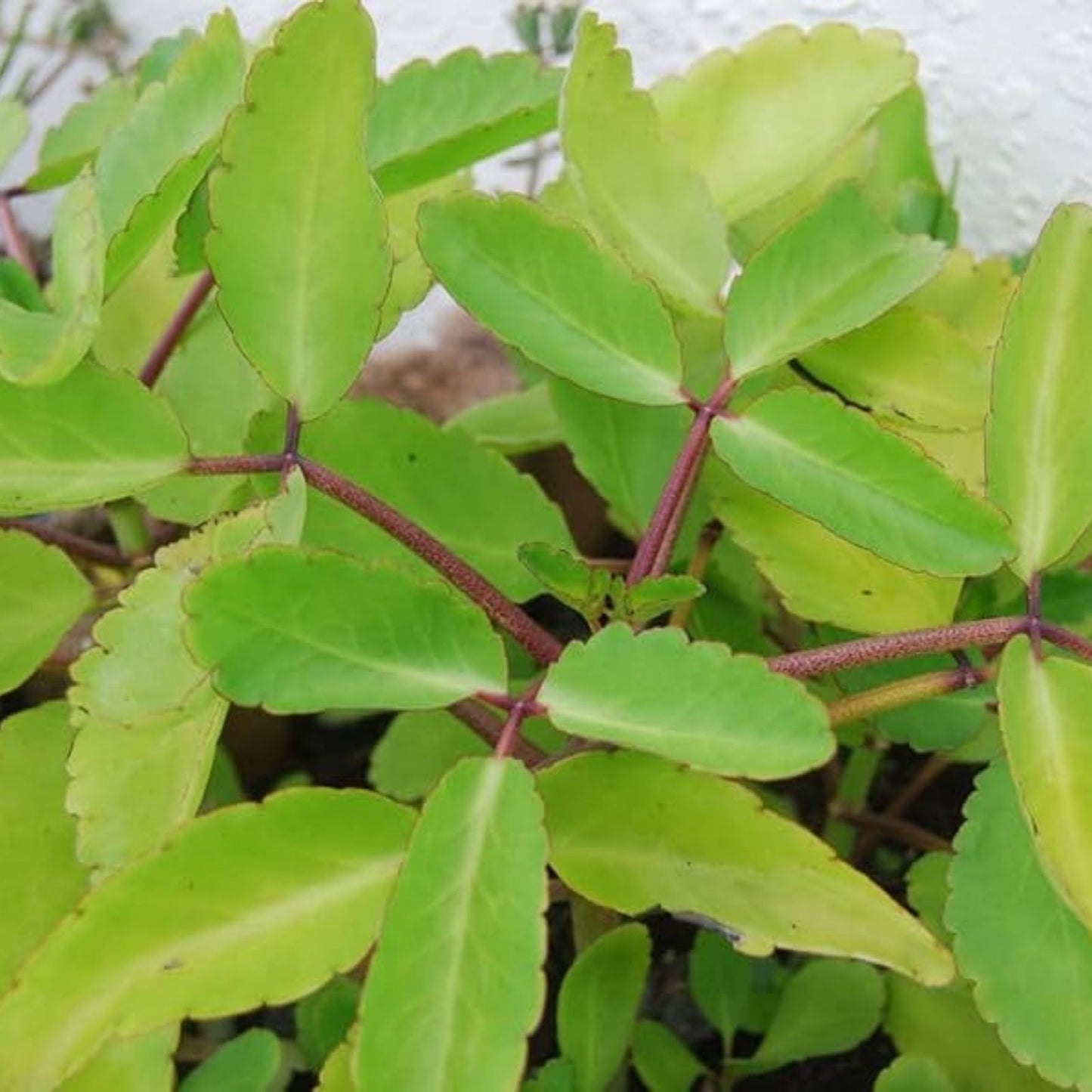 Miracle Plant Leaves – 10 Fresh Bryophyllum pinnatum, Life Plant, Medicinal Herb, Organic Indoor Gardening