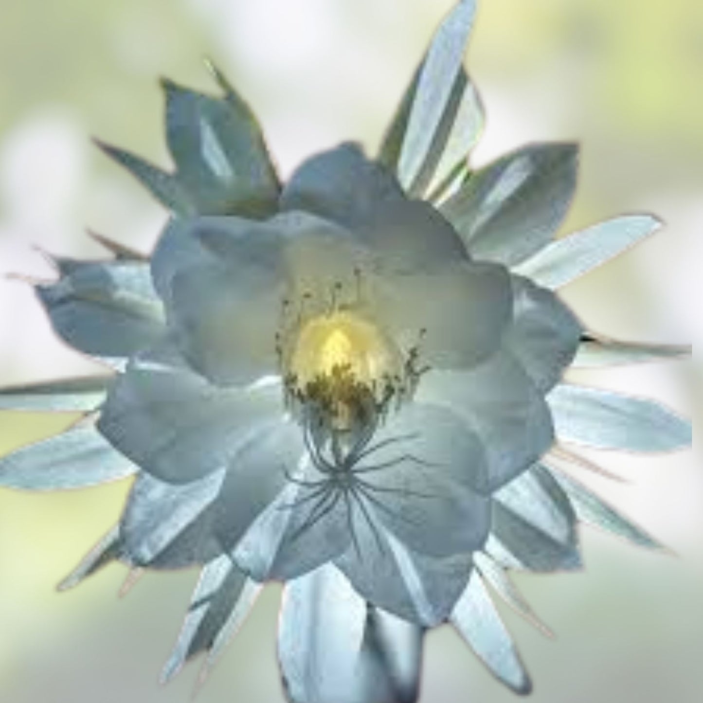 Cereus Night Blooming Cactus - Live Rooted Plant with Fragrant Flowers - 7-8 Inches - Cereus spp.
