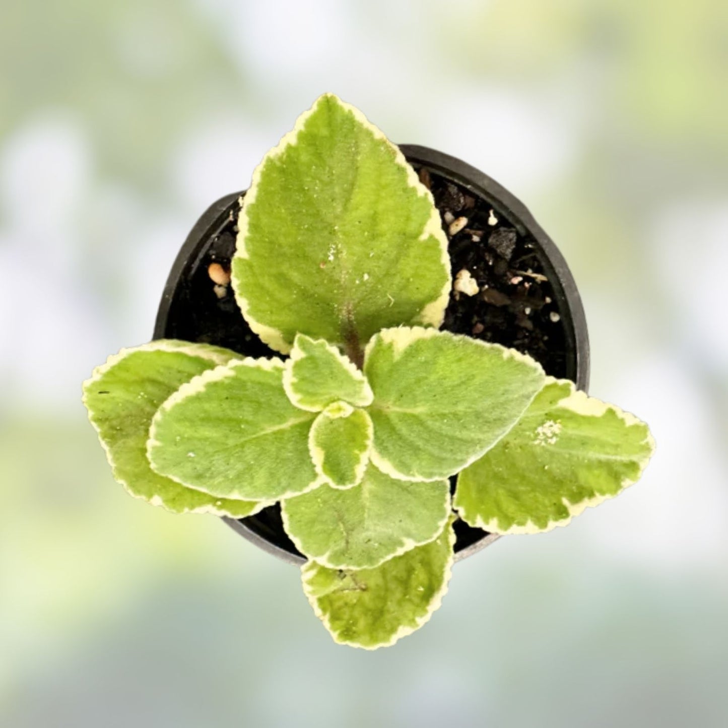 Variegated Cuban Oregano Cuttings - 4 Fresh Unrooted Edible Herb Plants - Plectranthus amboinicus