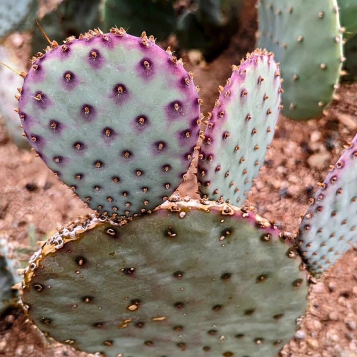Santa Rita Purple Prickly Pear Cactus 5-6" Opuntia violacea 3 Pack Arizona Grown Succulents Desert Plants