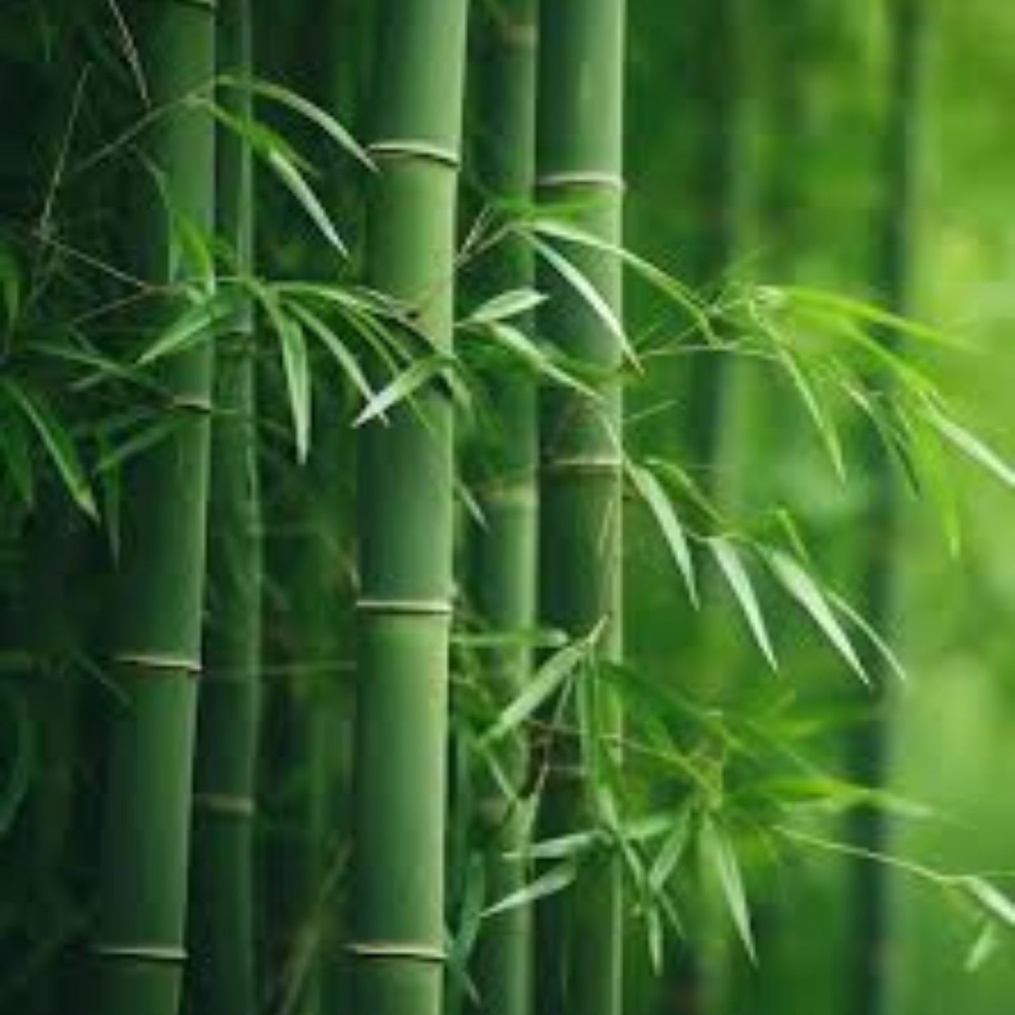 Bamboo Plant Seedlings 6-inch Pots Green Varieties Phyllostachys spp. Indoor Outdoor Garden Plant