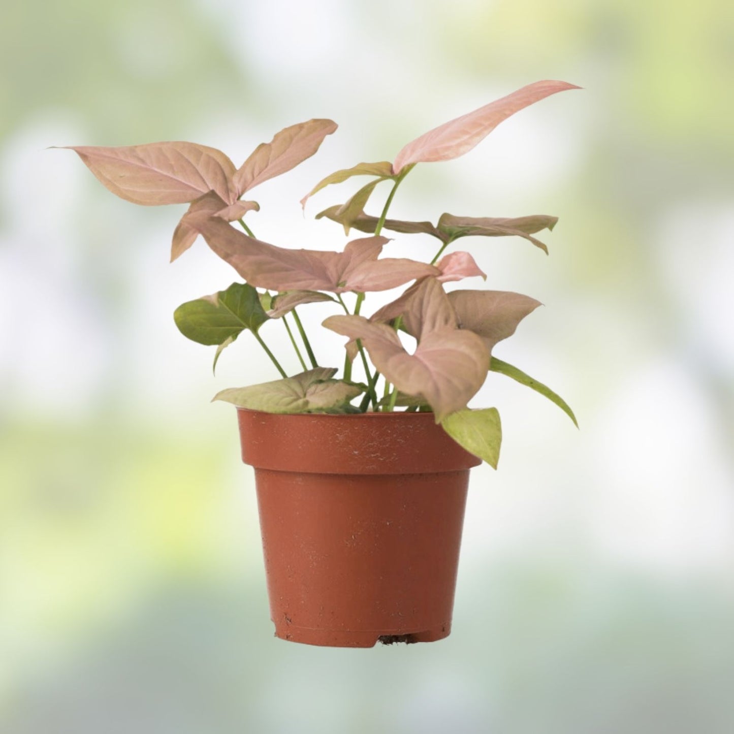 Rooted Plant Cuttings 20 Pack Arrowhead Vine & Ferns Syngonium Podophyllum & Nephrolepis exaltata