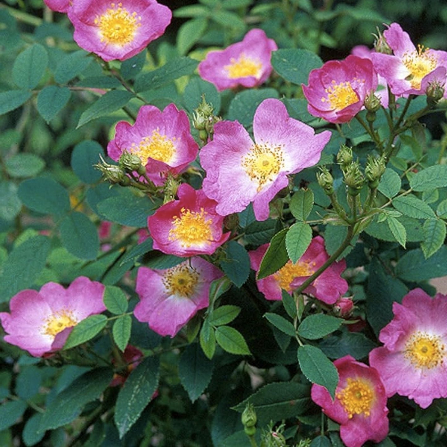 Rosa Canina Seeds - Pink Flowering Rosehip Wild Rose Bush Seeds - Heirloom Planting Material - Free US Shipping