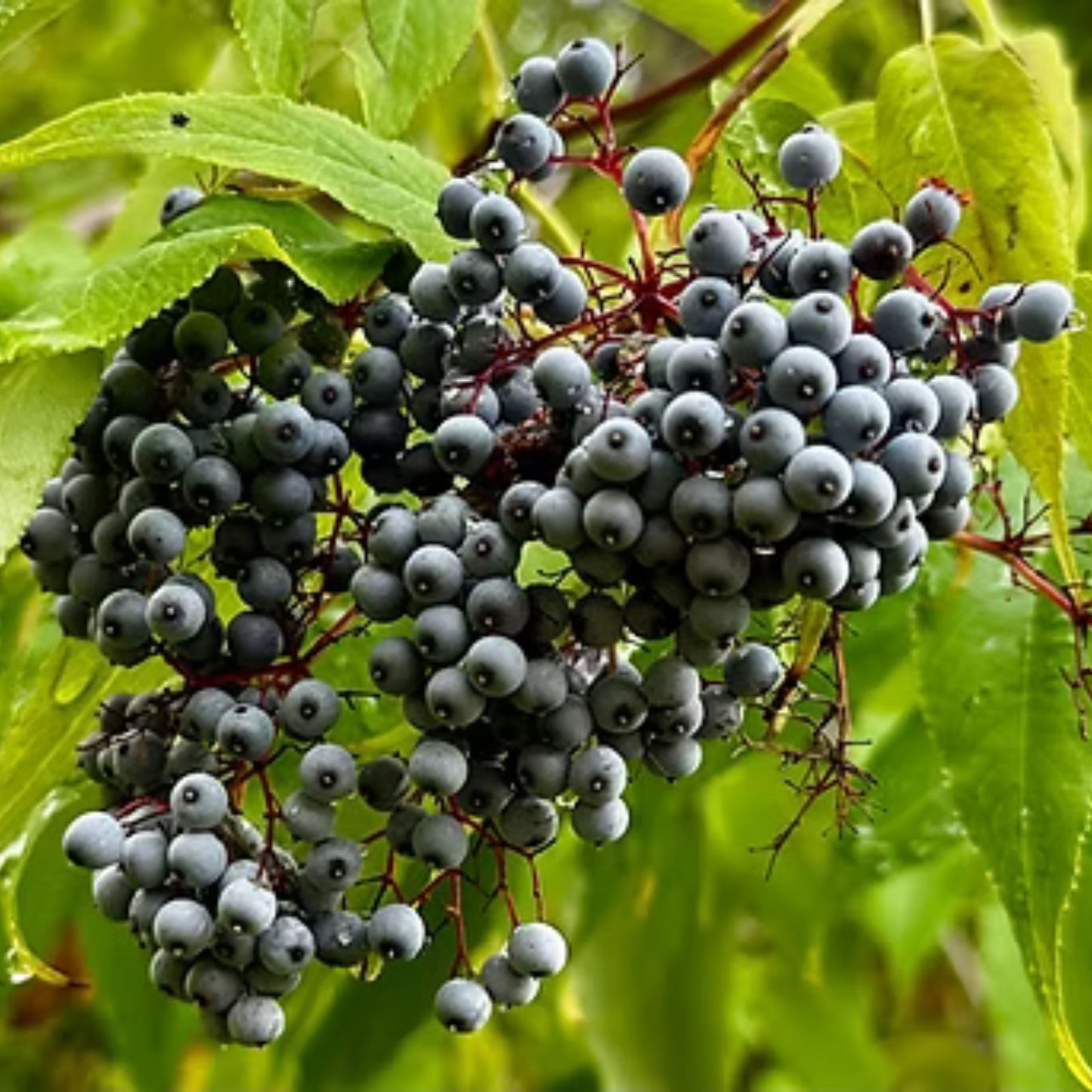 Black Elderberry Seeds 50 Count, Organic Sambucus nigra for Planting, Gardening, Berry Bush, Elder Tree Seeds