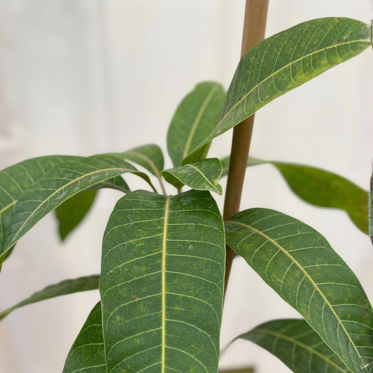 TEBOW MANGO TREE 3 Gallon Grafted Mangifera indica - Easy Planting with Pot and Soil, 3 Feet Tall
